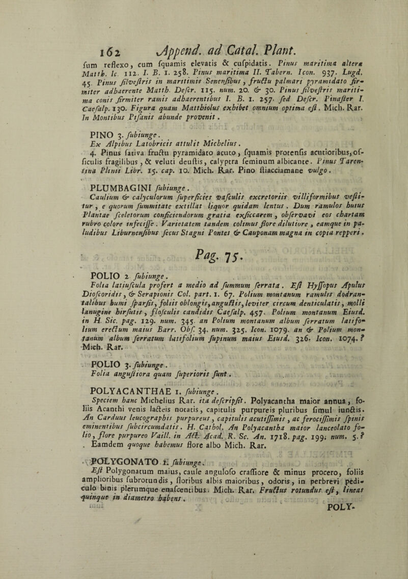 fum reflexo, cum fquamis elevatis & cufpidatis. Pinus maritima altera Mattio. Ic. 112. L B. I. 258. Pinus maritima II. Tabem. Icon. 937. Lugd. 45. Pinus Jilvefris in maritimis Senenjibus, fruftu palmari pyramidato fir• miter adhaerente Matth. Defer. 115. m«w. 20. 30. Pinus JilveJlris mariti¬ ma conis Jirmiter ramis adhaerentibus I. B. I. 257- fed Defer. Pinafier I. Caefalp. 130. Figura quam Mattbiolus exhibet omnium optima ejl. Mich. Rar. In Montibus Pifanis abunde provenit. PINO 3.fubiunge. Ex Alpibus Latobricis attulit Michelius. 4. Pinus fativa fruftu pyramidato acuto, fquamis protenfis acutioribus,of- flculis fragilibus , & veluti deuftis, calyptra feminum albicante. Pinus Taren¬ tina Plinii Libr. 15. cap. 10. Mich. Rar. Pino fliacciamane vulgo. PLUMBAGINI fub i unge . Caulium & calyculorum fuperfictes vafcults excretoriis villiformibus vefii- tur , e quorum fummitate extillat liquor quidam lentus . Dum ramulos huius Plantae fceletorum conjiciendorum gratia exficcarem , obfervavi eos chartam rubro colore infecijje . Varietatem tandem colimus Jlore dilutiore , eamque in pa¬ ludibus Ltburnenjibus fecus Stagni Pontes & Cauponam magna in copta repperi. Pag. 75. POLIO 2 fubiunge. Folia latiufcula profert a medio ad fummum ferrata. Ejl Dyjfopus Apulus Dio fcoridts, & Serapionis Coi. part.l. 67. Polium montanum ramulis dodran¬ talibus humi fparJiS) foliis oblongisy angu fitsy leviter circum denticulatis, molli lanugine hirfutis, flafculis candidis Caefalp. 457. Polium montanum Eiusd. in H. Sic. pag. 129. num. 345. an Polium montanum album ferratum latifo- Itum ereftum maius Barr. Obf. 34. num. 325. Icon. 1079. an & Polium mon¬ tanum album ferratum latifolium fupinum maius Eiusd. 326. Icon. 1074. ? Mich. Rar. POLIO 3. fubiunge . Folia angufiiora quam fuperioris funt. POLYACANTHAE 1. fubiunge. Speciem hanc Michelius Rar. ita defcripjit. Polyacantha maior annua, fo¬ liis Acanthi venis iafteis notatis, capitulis purpureis pluribus fimul iun&is. An Carduus leucographis purpureus, capitulis acuttjjimis , ac ferociJJImis fptnis eminentibus fubcircumdatis. H. Cathol. An Polyacantha maior lanceolato fo¬ lio > flore purpureo Vatii, in Att. Acad. R. Sc. An. 1718.pag. 199; num. 5.? . Eamdem quoque habemus flore albo Mich. Rar. •\ POLYGONATO i. fubiunge. Ejl Polygonatum maius, caule angulofo crafliore & minus procero, foliis amplioribus fubrotundis, floribus albis maioribus, odoris, in perbrevi pedi* culo binis plerumque enafeentibus. Mich. Rar. Frufius rotundus ejl, lineas quinque in diametro habens. au :  POLY- l