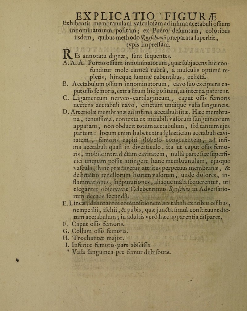 EXPEICATIO. FIGURA Exhibentis membranulam vafculofam ad infima acetabuli offium innominatorum pofitam $ ex Puero defumtam, coloribus iisdem, quibus methodo ^ujfchiana praeparata fuperbit , typis impreffatu. Es annotatu dignae, fimt fequentes. A. A. A. Portio offium innominatorum, quae fubjacens hic con¬ funditur mole carnea rubra, a muiculis optime re¬ pletis, hincque (urame rubentibus, relidta. B. Acetabulum offium innominatorum, cavo fuo excipiens ca¬ put offis femoris, extra fitum hicpofitum,ut interna paterent. C. Ligamentum nerveo- cartilagineum^, caput offis femoris nedtens acetabuli cavo, cindtum undique vafisfanguineis. D. Arteriolae membranae ad infima acetabuli litae. Haec membra¬ na , tenuiffima, contexta ex mirabili vaforum /anguineorum apparatu, non obducit totum acetabulum, fed tantum ejus partem : locum enim habet extra fphaericam acetabuli cavi¬ tatem , femoris capiti globofo congruentem, ad infi¬ ma acetabuli quafi in diverticulo, ita ut caput offis femo¬ ris , mobile intra didtam cavitatem, nulla parte fuaefuperfi- ciei unquam poffit attingere hanc membranulam, ejusque valcula, hinc praecavetur attritus perpetuus membranae, 3c deftrudtio tenellorum horum vaforum, unde dolores, in¬ flammationes , fuppurationes, aliaque mala fequerentut, uti eleganter oblervavit Celeberrimus 5^.ijfchius in Adverfario- rum decade fecunda. E. Linea?, denotantes cora politionem acetabuli ex tribus offibus, nempe ilii, ifchii, Sc pubis, qux jundta fimul conftituunt dic^ tum acetabulum ; in adultis vero haec apparentia dilparet. F. Caput offis femoris. G. Collum offis femoris. II. Trochanter major. L Inferior femoris pars ablciffa. * Vafa fanguinca per femur diftributa.