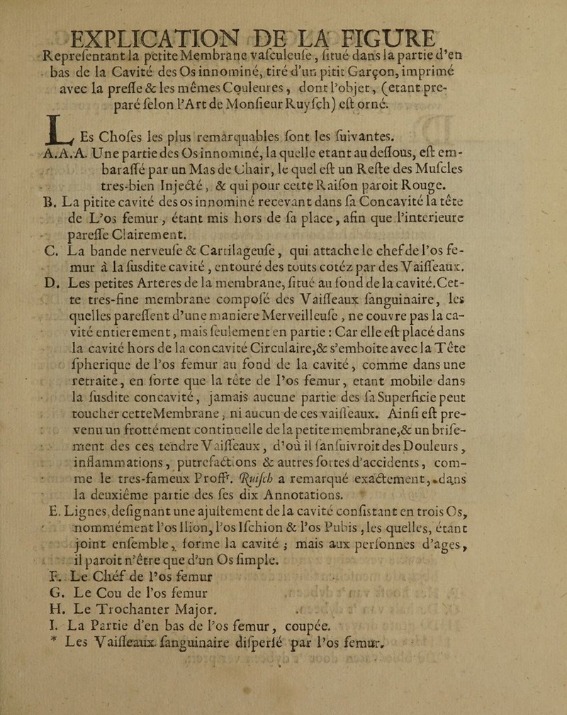 EXPLICATION DE LA FIGURE Reprefentant la petiteMembrane vafculeufe, litue dans la partie d’en bas de la Cavite des Os innomine, tiredun pititGar^on, imprime avec la prefte & les memes Couleures, dont Pobjet, (etant pre- pare felon PArt de Monfieur Ruyfch) eft orne. T ( Es Chofes les plus remarquables Pont les fuivantes. A. A. A. Une partie des Os innomine, laquelle etant au deflous, eft era- barafte par un Mas de uhair, le quel eft un Refte des Mufcles tres-bien Injedte , & qui pour cctte Raifon paroit Rouge. B. La pitite cavite des os innomine recevant dans fa Concavite la tete de L?os femur, etant mis hors de fa place, afin que Pinterieure parefte Clairement. C. La bande nerveule & Canilageufe, qui attache le clief de Pos fe¬ mur a la fusdite cavite , entoure des touts cotez par des Vaiffeaux:. D. Les petites Arteres de la membrane, fitue au fond de la cavite.Cet- te tres-fine mernbrane compole des Vaifteaux fanguinaire, les quelles pareftent d’une maniere Merveilleufe , ne couvre pas la ca¬ vite entierement, mais leulement en partie: Car elle eft place dans la cavite hors de la conc.avite Circulaire,& sJemhoite avec la Tete fpherique de Pos femur au fond de la cavite, comme dans une retraite, en forte que la tete de Pos femur, etant mobile dans la fusdite concavite, jamais aucune partie des fa Superficie peut toucher cetteMembrane , ni aucun de ces vaifteaux. Ainfi eft pre- venu un frottement continuelle de la petite membrane,& un brife- irient des ces tendre Vaifteaux, d^ouil ianluivroitdesDouleurs , infiamniations, putrcfadtions & autres fortes d5accidents, com¬ me le tres-fameux Proffr. (ftuijcb a remarque exadtement,*dans la deuxieme partie des fes dix Annotations. E. Lignes.ddignant uneajultement dela cavite confistant en troisOs, nommement Pos Ilion, Pos Ifchion & Pos Pubis 3les quelles, etant joint enfemble, lorme la cavite ; mais aux perfonnes d5ages, il paroit n3etre que d'un Os limple. E. Le Chef de Pos femur G. Le Cou de Pos femur H. Le Trochanter Major. I. La Partie d5en bas de Pos femur, coupce. * Les Vaifteaux fanguinaire difperie par Pos femuiv