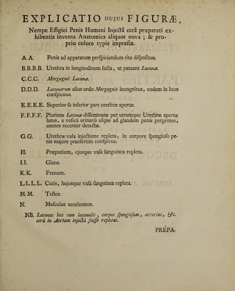 EXPLICATIO HUJUS FIGURÆ, Nempe Effigiei Penis Humani Inje&â cerâ præparati ex¬ hibentis inventa Anatomica aliquot nova ; & pro¬ prio colore typis impreflæ. A. A. Penis ad apparatum perfpiciendum rite difpofitus. B. B. B. B. Urethra in longitudinem fedla , ut pateant Lacuna. «• C. C.C. Morgagnii Lacuna. D. D.D. Lacunarum alius ordo Morgagnio incognitus, eodem in loco confpicuus. / E. E. E. E. Superior & inferior pars urethrae apertae. F. F.F.F. plurimae Lacuna dilfeminatae per utrumque Urethræ apertae latus, a veficâ urinaria ufque ad glandem penis pergentes, omnes recenter dete&ae. G. G. Urethrae vafa inje&ione repleta, in corpore fpongiofo pe¬ nis majore praefertim confpicua. H. Praeputium, ejusque vafa fanguinea repleta. % I. I. Glans. K. K. Frenum. L. L.L.L. Cutis, hujusque vafa fanguinea repleta. M. M. Telles. N. Mufculus accelerator. NB. Lacunas has cum lacunulis , corpus fpongiofum, arterias, &c. cerâ in Aortam injetta fuijfe repletas. PRÉPA-