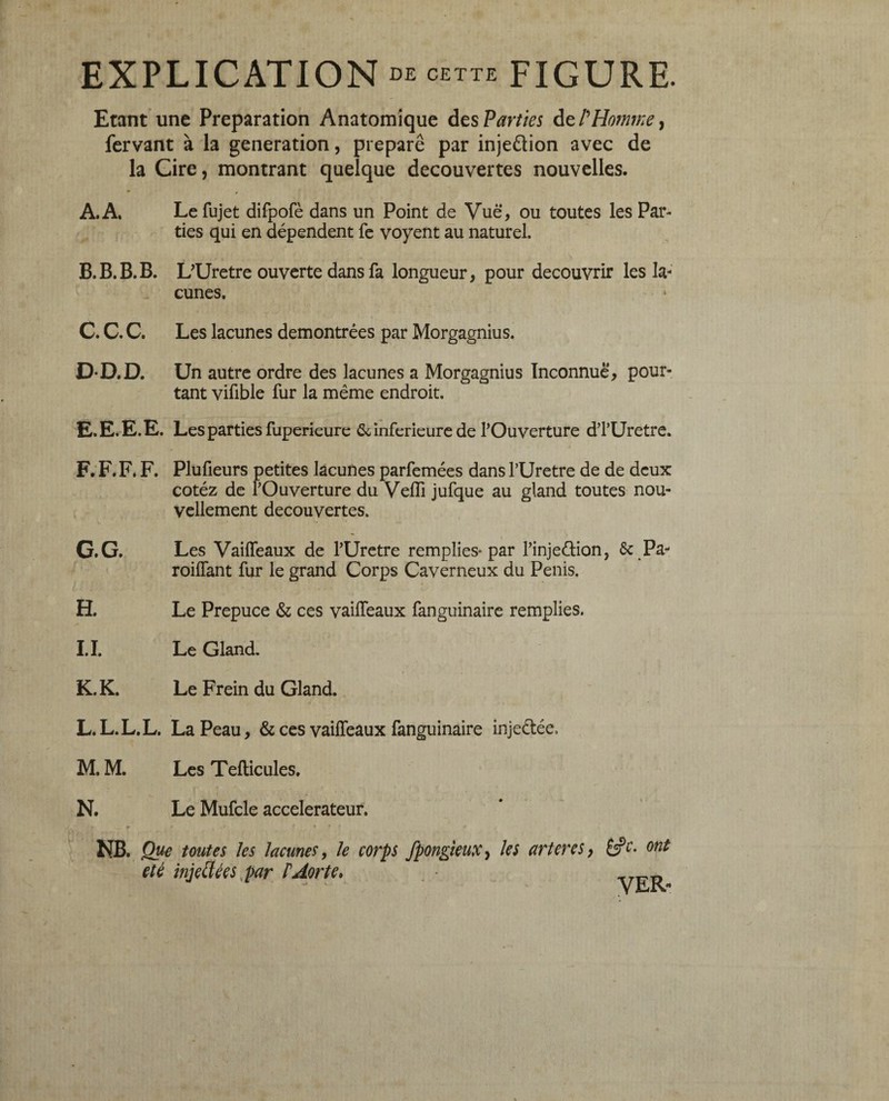 EXPLICATION BB cette FIGURE. Etant une Préparation Anatomique des Parties de P Homme, fervant à la génération, prepare par inje&ion avec de la Cire, montrant quelque decouvertes nouvelles. » , A. A, Le fujet difpofè dans un Point de Vue, ou toutes les Par¬ ties qui en dépendent fe voyent au naturel. B. B.B.B. L^Uretre ouverte dans fa longueur, pour découvrir les la¬ cunes. C. C. C. Les lacunes démontrées par Morgagnius. DD.D. Un autre ordre des lacunes a Morgagnius Inconnue, pour¬ tant vifible fur la même endroit. E. E.E.E. Les parties fuperieure 6c inferieure de l’Ouverture dTUretre. F. F. F. F. Plufieurs petites lacunes parfemées dans l’Uretre de de deux cotéz de TOuverture du Veffi jufque au gland toutes nou¬ vellement decouvertes. G. G. Les Vaiffeaux de l’Uretre remplies* par finjeétion, 6c Pa- roiffant fur le grand Corps Caverneux du Penis. H. Le Prepuce & ces vaiffeaux fanguinaire remplies. I. ï. Le Gland. K. K. Le Frein du Gland. L. L.L.L. La Peau, & ces vaiffeaux fanguinaire injeétée, M. M. Les Tefticules. N. Le Mufcle accélérateur. r, — r . • > f • * f r NB. Que toutes tes lacunes, le corps fpongieux, les artères, ont été injectées par r Aorte»