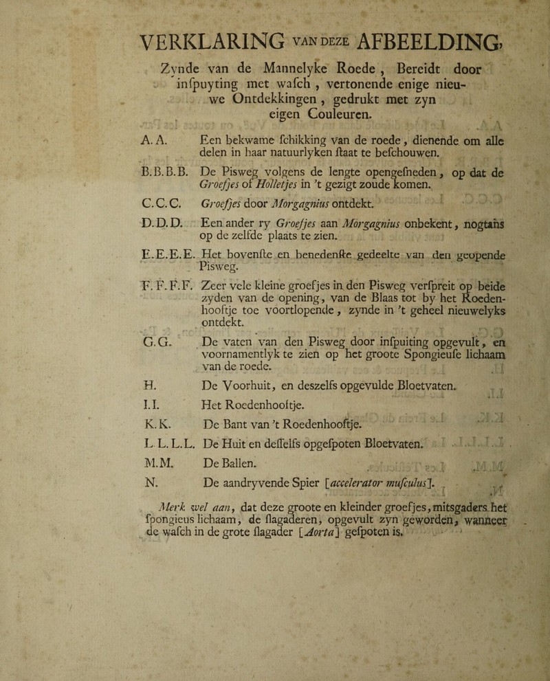 VERKLARING ™deze AFBEELDING. Zyndc van de Mannelyke Roede , Bereidt door infpuyting met wafch , vertonende enige nieu¬ we Ontdekkingen , gedrukt met zyn eigen Couleuren. A. A. Een bekwame fchikking van de roede, dienende om alle delen in haar natuurlyken jftaat te befchouwen. B. B. B. B. De Pisweg volgens de lengte opengefneden , op dat de Groefjes of Holletjes in ’t gezigt zoude komen. C. C. C. Groefjes door Morgagnïus ontdekt. D. D. D. Een ander ry Groefjes aan Morgagnïus onbekent, nogt&hs op de zelfde plaats te zien. E. E.E.E. Het bovenfhe en benedenfte gedeelte van den geopende Pisweg. F. F. F.F. Zeer vele kleine groefjes in den Pisweg verfpreit op beide zyden van de opening, van de Blaas tot by het Roeden¬ hooftje toe voortlopende, zynde in ’t geheel nieuwelyks ontdekt * G. G» De vaten van den Pisweg door infpuiting opgevult, en voornamentlyk te zien op het groote Spongieufe lichaam van de roede. H. De Voorhuit, en deszelfs opgevulde Bloetvaten. v;- • - ■ «» é • t -4 I. I. Het Roedenhooftje. * ! . * r . f ^ ï - ? K. K. De Bant van ’t Roedenhooftje. L L. L.L. De Huit en deffelfs opgefpoten Bloetvaten. M. M. De Ballen. * . t N. De aandryvende Spier [accelerator mufculus]. • ' i * , , J ^ 4 > v*v ' i . «,.1, i érjü Merk wel aan, dat deze groote en kleinder groefjes, mitsgaders, het fpongieus lichaam, de flagaderen, opgevult zyn geworden, wanneet de wafch in de grote flagader [Aorta] gefpoten is.