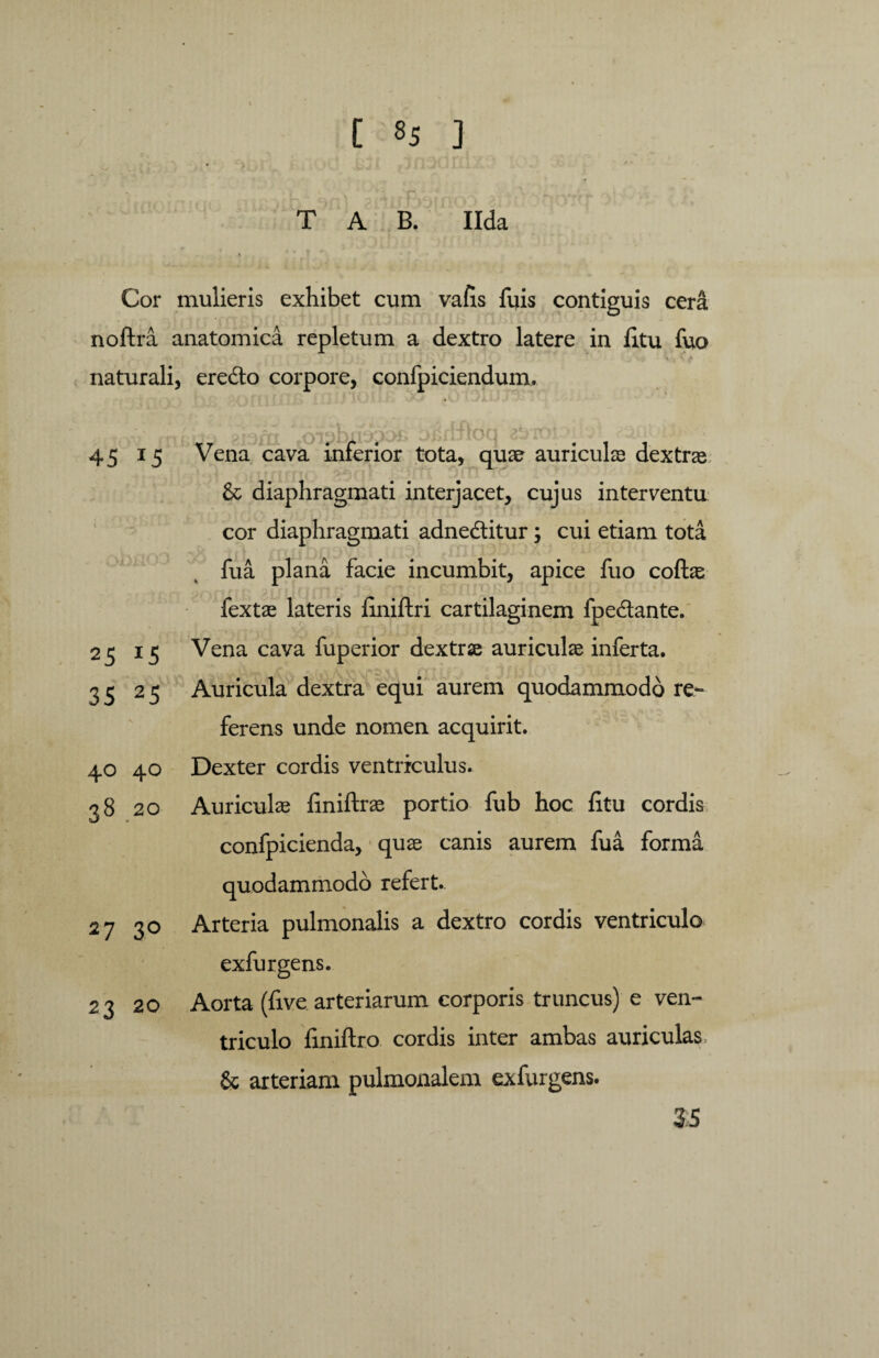 T A B. Ilda Cor mulieris exhibet cum vafis luis contiguis cera noftra anatomica repletum a dextro latere in fltu fuo naturali, ere&o corpore, confpiciendum, wlU J” 1 Yj oisbii*y) >ci 1 ■ '**■ n ’* * 45 I5 Vena cava inferior tota, quae auriculae dextrae & diaphragmati interjacet, cujus interventu cor diaphragmati adne&itur; cui etiam tota fua plana facie incumbit, apice fuo coftae fextae lateris liniftri cartilaginem fpe&ante. 2 5 IS Vena cava fuperior dextrae auriculae inferta. 35 25 Auricula dextra equi aurem quodammodo re¬ ferens unde nomen acquirit. 40 40 Dexter cordis ventriculus. 38 20 Auriculae finiftrae portio fub hoc fitu cordis confpicienda, quae canis aurem fua forma quodammodo refert. 27 30 Arteria pulmonalis a dextro cordis ventriculo exfurgens. 23 20 Aorta (five arteriarum corporis truncus) e ven¬ triculo finiftro cordis inter ambas auriculas, & arteriam pulmonalem exfurgens. 3:5