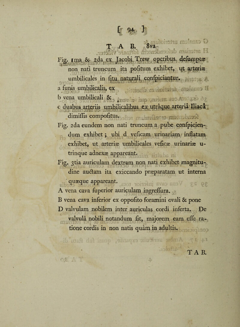 [ %, ]• 3l X V S i <1 4 •'V X» x T A B. * 8 vi • - • •'.niJaraiBixfol ffbinsferreolab h Fig. ima & 2da.eX Jacobi Trcvy pperibux delutnpt non nati truncum ita pofitum exhibet, ut atterite umbilicales in f}tu naturali, cqnfpiciantur, - a funis umbilicalis, px . j: inJ.uxo a b vena umbilicali c duabus arteriis umbilicalihus ex utraque arteria Iliaca dimiflis compofltus. ? r: : Fig. 2 da eundem non nati truncum a pube eonfpicien- dum exhibet; ubi d veflcam urinariam inflatam b - ?.OfS/i.ii 210 tO%.^ sUUOili** •.J.nr.i jk> - i4 Jkii- ^ ** *. v exhibet, ut arteriae umbilicales veficae urinarias u- trinque adnexae appareant. Fig. 3tia auriculam dextram non nati exhibet magnitu¬ dine au&am ita exiccando praeparatam ut interna quaeque appareant. A vena cava fuperior auriculam ingrefiiira. B vena cava inferior ex oppoflto foramini ovali & pone D valvulam nobilem inter auriculas cordi inferta. De valvula nobili notandum flt, maiorem eam efle ra- tione cordis in non natis quam in adultis. j; xi T AB. n