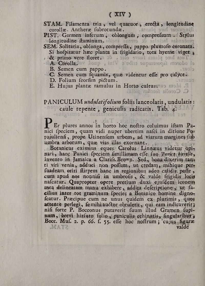 STAM. Filamenta. tria ,' vel quatuor , erecta ,' iongitudine corollz. Antherz fubrotundz. i | omd Tmiiusni . PIST.-Germen inferum ,. oblongum , comprefsunr;:' Stylus lengitudine ftaminum. : ^^: His 'nioal esbrisiod SEM. Solitaria, oblonga , compreffa, pappo plumofo coronata. Si hofpitatür hzc planta in frigidario, tota hyermae: viget: 4 . &amp; primo vere floret. . jolo svsul sinslq osd s30T -&amp;.' Corolla. | | | 9npiistoc yt B. Semen cum pappo. | C. Semen cum íquamis, quz videntur effe pro calyce« D. Folium feorfim pictum. V | E. Hujus plantz ramulus in Horto cultusc io 5057. PANICULUM sndylatifolium foliis lanceolatis , undulatis : caule repente , geniculis radicatis. Tab. 4: e Pa plures annos in horto hoc noftro coluimus iftam .Pa- nici fpeciem , quam vidi nuper ubertim naíci in ditione Fo: rojulienfi, prope Utinenfem urbem, ad viarum margines fub umibra arborum, quz vias ilas exornant.. 4... 5 5 (0058 Botanicus eximius eques. Carolus: Linnzus videtur Opi. nari, hanc. Panici- fpeciem fimillimam effe; fuo. Pazico.birtello , invento in. Jamaica a Clariís. Brown. .Sed,4 bona: dixerim.tans ti viri venia, adduci non poífum,. ut; credam , mihique. pere fuadeam. oriri ftirpem hanc in regionibus adeo. calidis. poffe , cum: apud nos nonniü in umbrofis, Gc valde frigidis, logis naícatur. Quapropter. opere. pretium , duxi. ejufdem: iconem mea delineatam. manu exhibere , addita defcriptione ut fa- cilius jnter.tot graminum:-Ípecies a Botanico; homine. digno- Ícatur. Praecipue cum ne unus quidem ex; plurimis ,. quos attente. perlegi, fe mihiauctor obtuletit,. qui. eam indicaverit; nifi forte P. Bocconus putaverit fuum illud Gramen, fupi- num , brevi: hirfuto: folio 4); paniculis; echinatiss. fingularibus 3 Bocc. Muf. 2. p. 66. £. 55. effe hoc noftrum ; cus Mgure AA ATA valde