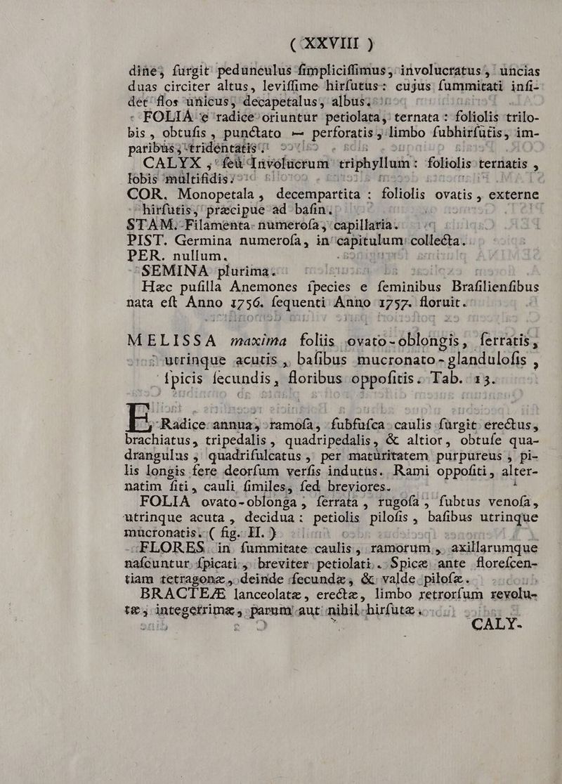 C XXVIII ) dine; furgit' pedunculus fimpliciffimus; involucratus , ' uncias duas circiter altus, leviffime hirfutus: cu jus doner; infi- det flos ünicus, decapetalus, albus. ': - FOLIA * radice oriuntur petiolata, ternata : foliolis 'trilo- bis , obtufis , punctato i-— , perforatis j! limbo pr im- paribus j* tridentatis ^ CALYX ;'feà svofucrusi criphyllum: foliolis ternatis : lobis nültifdis; COR. Monopetala , decempartita : Koliplis ovatis , externe hirfutis, precipue ad bafin. TERES T 3 STAM.-Filamenta- numerofa, capillaria. PIST. Germina numerofa, in. ps me ipnaemar PER. nullum. SEMINA plurima. Hzc pufilla Anemones ipecies e P reines Brafilienfibus nata eft Aon ie ioinenn vier 1757. floruit. MELISSA maxima foliis ovato- SERES ' ferratis, ? wtrinque acutis , bafibus mucronato - glandulofis , picis iccundis d Mióndbum oyente: Tab. 15. E. Radice-- annua; damólà; fubfafca caülis fürgit bonas brachiatus, tripedalis , quadripedalis, & altior, obtuíe qua- drangulus ; quadrifulcatus , per matüritatem purpureus , pi- lis longis fere deorfum verfis indutus. Rami oppofiti , alter- natim fiti, cauli fimiles, fed breviores. FOLIA ovato-oblonga , ferrata , rugofa, fubtus B oit, utrinque acuta , decidua: petiolis pilofis , bafibus utrinque mucronatis.-( fig. II. ) bd FLORES. in fummitate caulis , ramorum , axillarumque nafcuntur. Ípicati, breviter. petiolati.. Spice ante floreícen- tiam tetragonz ,.deinde 'fecundz, &. valde. pilofz. BRACTEZE lanceolatz , erectz, limbo zetronfnsa revolu- t4 integerrima, parum aut nibil -hirfute .- ) onib e. k: CALY-