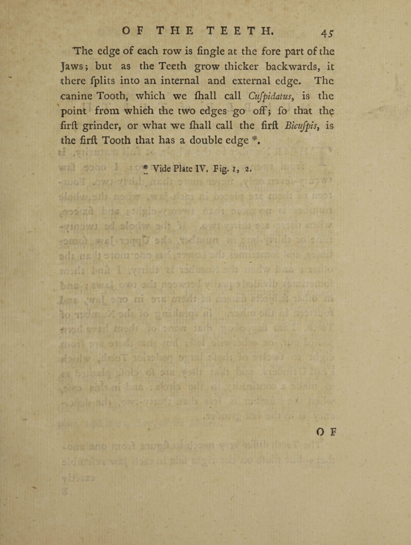 OF THE TEETH. The edge of each row is fingle at the fore part of the jaws*, but as the Teeth grow thicker backwards, it there fplits into an internal and external edge. The canine Tooth, which we fhall call Cufpidatus, is the point from which the two edges go off; fo that the firft grinder, or what we fhall call the firft Bicufpls, is the firft Tooth that has a double edge *. * Vide Plate IV. Fig. I, 2. I