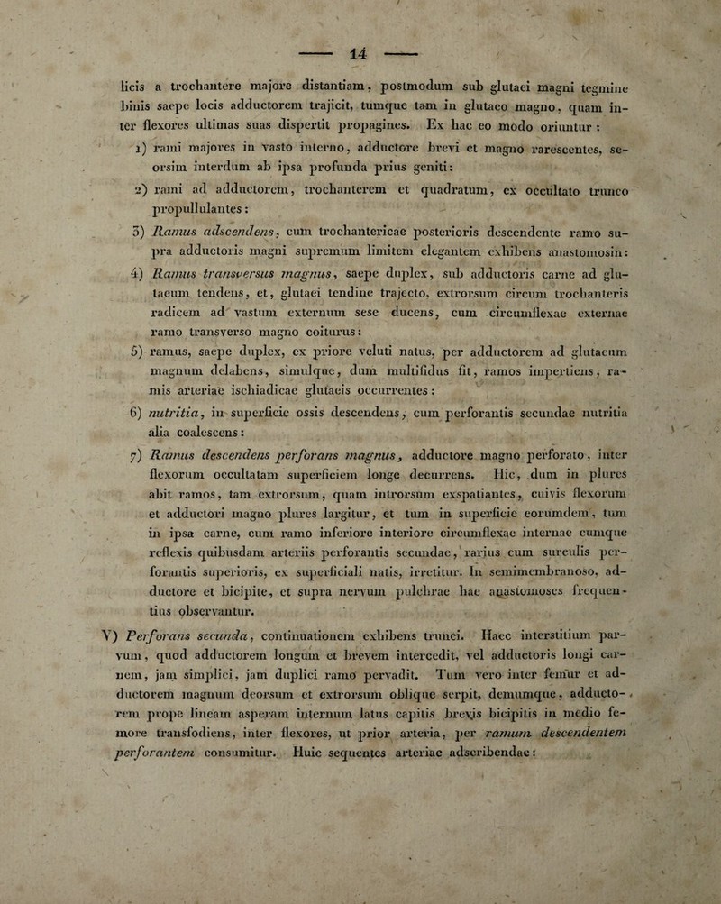 Licîs a trocbantere majore distantiam, postmodum sub glutaei magni tegmine binis saepe locis adductorem trajicit, tumque tam in glutaeo magno, quam in¬ ter flexores ultimas suas dispertit propagines. Ex liac eo modo oriuntiir : 1) rami majores in Vasto interno, adductore brevi et magno raresccntes, se- orsim interdum ab ipsa profunda prias geniti: 2) rami ad adductorem, troebanterem et quadratum, ex occultato trunco propull ulantes : 5) Ramus ctdscendens, cum trocbantericae posterions descendcnte rame su¬ pra adductoris magni supremum limitem elegantem exbibens anastomosin: 4) Ramus transversus magnus, saepe duplex, sub adductoris carne ad glu- laeum tendens, et, glutaei tendine trajecto, extrorsum circum troclianteris radicem ad vastum externum sese ducens, cum circumflexae externae ramo transverso magno coiturus : 5) ramus, saepe duplex, ex priore veluti natus, per adductorem ad glutacum magnum dclabcns, sim ul que, dum multifidus lit, ramos iinpertiens, ra- mis arteriae iscbiadicae glutaeis occurrentes : 6) nutritia, in superficie ossis descendens, cum perforantis secundae nutritia alia coalcscens : 7) Ramus descendens per for ans magnus, adductore magno perforato, inter flexorum occultatam superfîciem longe decurrens. Hic, dum in plurcs abit ramos, tam extrorsum, quam introrsum exspatiantes, cuivis flexorum et adductori magno plures largitur, et tum in superficie eorumdem, tum in ipsa carne, cum ramo inferiore interiore circumflexae internae cumque reflexis quibusdam arteriis perforantis secundae, rarius cum surculis per¬ forantis superioris, ex superficiali natis, irretitur. In semimembranoso, ad¬ ductore et bicipite, et supra nervum pulchrae bac a^stomoses frequen- tins observantur. Y) Perforons secundo,, conlinualionem exbibens trunci. Haec interstitium par- vum, quod add uctorem longum et brevem intercedit, vel adductoris longi car- uem, jam simplici, jam duplici ramo pervadit. Tum vero inter fémur et ad¬ ductorem magnum deorsum et extrorsum oblique serpit, demumque, adducto- rt'ni prope lineam asperam internum latus capitis brebis bicipitis in medio fe- more transfodiens, inter flexores, ut prior arteria, j>er ramum descendenteni perforanteni consumitur. Huic sequentes arteriae adscribendae : \ • i ‘ ‘