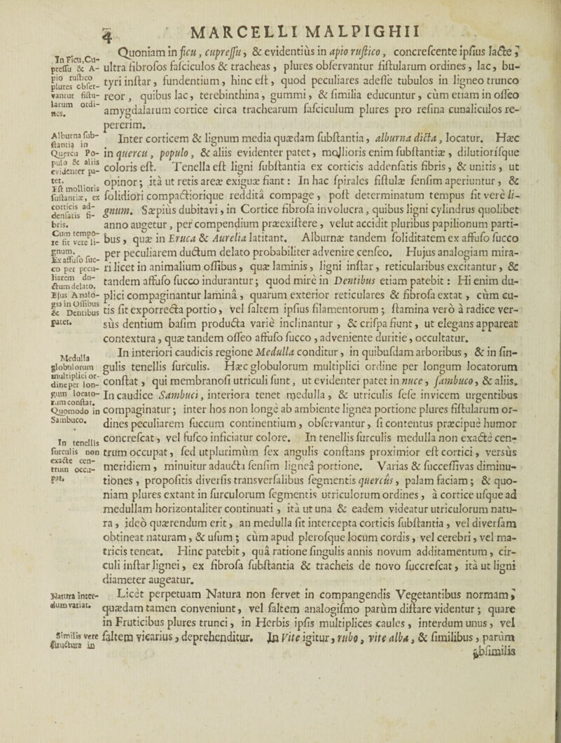 InFicu.Cu- preflu 3c A- pio ruftico plures obfer- vantur fifiu- larum ordi¬ nes. Alburna fub¬ ftantia in Quercu Po¬ pulo Sc aliis evidenter pa¬ tet. Ift mollioris fufiantite, es corticis ad- «tenfatis fi¬ bris. Cum tempo- ie fit vere li¬ gnum. Ex affufo fuc- co per pecu¬ liarem du¬ plum delato, Ejus Analo¬ gia in Offibus & Dentibus jpatet. Medulla globulorum multiplici or¬ dine per lon¬ gum locato¬ rum confiat. Quomodo in Sambuco. In tenellis furculis non exa&e cen¬ trum occu¬ pat, datura inter¬ dium variat» Similis vere to&ura ia 4 ' MARCELLI MALPIGHII Quoniam in ficu, cuprcjfu, & evidentius in apio ruftico, concrefcente ipfius la&e 3 ultrafibrofos fafciculos & tracheas, plures obfervantur fiftularum ordines, lac, bu¬ tyri inftar, fundentium, hinc eft, quod peculiares adeffe tubulos in ligneo trunco reor , quibus lac, terebinthina, gummi, & fimilia educuntur, cum etiam in offeo amygdalarum cortice circa trachearum fafciculum plures pro refina cunaliculos re- pererim. Inter corticem & lignum media quadam fubftantia, alburna dicla, locatur. H#c in quercu, populo, & aliis evidenter patet, mojlioris enim fubftantia;, dilutiorifcjiie coloris eft. Tenella eft: ligni fubftantia ex corticis addenfatis fibris, & unitis, ut opinor; ita ut retisarea; exigux fiant: In hac fpirales fiftula; fenfim aperiuntur, & folidiori compacftiorique reddita compage, poft determinatum tempus fit vere li¬ gnum. Saepius dubitavi, in Cortice fibrofa involucra, quibus ligni cylindrus quolibet anno augetur, per compendium pra:exiftere, velut accidit pluribus papilionum parti¬ bus , quee in Eruca & Aurelia latitant. Alburna; tandem foliditatem ex affufo fucco per peculiarem du&um delato probabiliter advenire cenfeo. Hujus analogiam mira- ri licet in animalium oflibus, quse laminis, ligni inftar, reticularibus excitantur, & tandem affufo fucco indurantur; quod mire in Dentibus etiam patebit: Hi enim du¬ plici compaginantur lamina , quarum exterior reticulares & fibrofa extat, cum cu¬ tis fit exporretfta portio, vel falcem ipfius filamentorum ; ftamina vero a radice ver¬ sus dentium bafim produ&a varie inclinantur, &crifpa fiunt, ut elegans appareat contextura, qua; tandem offeo affufo fucco , adveniente duritie, occultatur. In interiori caudicis regione Medulla conditur, in quibufdam arboribus, & in fin- gulis tenellis furculis. Ha;c globulorum multiplici ordine per longum locatorum conftat, qui membranofi utriculi funt, ut evidenter patet in nuce, farnbuco, & aliis. In caudice Sambuci, interiora tenet medulla, & utriculis fefe invicem urgentibus compaginatur; inter bos non longe ab ambiente lignea portione plures fiftularum or¬ dines peculiarem fuccum continentium , obfervantur, fi contentus pnecipue humor concrefcat, vel fufeo inficiatur colore. In tenellis furculis medulla non exafte cen¬ trum occupat, fed utplurimum fex angulis conftans proximior eft cortici, versus meridiem , minuitur adautftu fenfim lignea portione. Varias & fucceftivas diminu- tiones, propofitis diverfis transverfaiibus fegmentis quercus, palam faciam; & quo¬ niam plures extant in furculorum fegmentis utriculorum ordines, a cortice ufque ad medullam horizontaliter continuati, ita ut una & eadem videatur utriculorum natu¬ ra , ideo quaerendum erit, an medulla fit intercepta corticis fubftantia , vel diverfam obtineat naturam, & ufum ; cum apud plerofque locum cordis, vel cerebri, vel ma¬ tricis teneat. Hinc patebit, qua ratione fingulis annis novum additamentum, cir¬ culi inftar lignei, ex fibrofa fubftantia & tracheis de novo fuccrefcat, ita ut ligni diameter augeatur. Licet perpetuam Natura non fervet in compangendis Vegetantibus normam» qujedamtamen conveniunt, vel faltem analogifmo pariim diftare videntur; quare in Fruticibus plures trunci, in Herbis ipfis multiplices caules , interdum unus, vel faltem vicarius 3 deprehenditur. Jn Vite igitur, rubo 3 vite alba 3 & fimilibus, parum ^bfimiiis