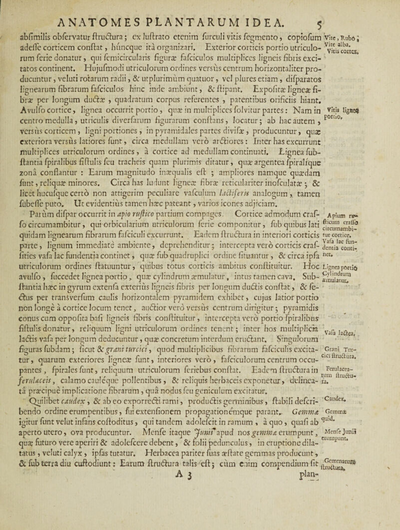 abfimilis obfervatur ftrudura; ex luftrato etenim furculi vitis Tegmento , copiofum vite, Kub6; adefle corticem conftat, huneque ita organizari. Exterior corticis portio utriculo- Vvitifcortes rum ferie donatur, qui Temicircularis figurae fafciculos multiplices ligneis fibris exci¬ tatos continent. Hujufmodi utriculorum ordines versus centrum horizontaliter pro¬ ducuntur , veluti rotarum radii, & utplurimum quatuor, vel plures etiam, diTparatos lignearum fibrarum fafciculos hinc inde ambiunt, & ftipant. Expofita? ligneae fi¬ brae per longum duda? , quadratum corpus referentes , patentibus orificiis hiant. Avulfo cortice, lignea occurrit portio, qua in multiplices folvitur partes: Nam in vitis !lgn«j centro medulla, utriculis diverfarum figurarum conflans, locatur; ab hac autem, f0ril°' versus corticem, ligni portiones , in pyramidales partes divifa?, producuntur, quse exteriora versus latiores funt, circa medullam vero ardiores: Inter has excurrunt multiplices utriculorum ordines, a cortice ad medullam continuati. Lignea fub- ftantia fpiralibus fiftulis feu tracheis quam plurimis ditatur, qua?argentea fpiralique zona conflantur : Earum magnitudo inaequalis eft ; ampliores namque quaedam funt, reliqua? minores. Circa has ludunt lignea? fibra? reticulariter inofculata?; & licethucufquecerto non attigerim peculiare vafculum lactiferis analogum, tamen fubefle puto. Ut evidentius tamen ha?c pateant, varios icones adjiciam. Parum difpar occurrit in apio ruflico partium compages. Cortice admodum craf- Apium ru¬ fo circumambitur, qui orbicularium utriculorum ferie componitur, fub quibus lati ^umambi0 quidam lignearum fibrarum fafcicuJi excurrunt. Eadem ftrudura in interiori corticis cortice, parte, lignum immediate ambiente, deprehenditur; intercepta vero corticis craf- demi^comil fities vafa lac fundentia continet, qua? fub quadruplici ordine fituantur, & circa ipfa net» utriculorum ordines ftatuuntur, quibus totus corticis ambitus conflituitur. Hoc Lignea portio avulfo, fuccedet lignea portio, qu;r cylindrum a?mulatur, intus tamen cava. Sub- aaiuUt^ flantia lisec in gyrum extenla exterius ligneis fibris per longum dudis conftat, & fe- dus per transverfum caulis horizontalem pyramidem exhibet, cujus latior portio non longe a cortice locum tenet, audior vero versus centrum dirigitur; pyramidis conus cum oppofita bafi ligneis fibris conflituitur, intercepta vero portio fpiralibus fiftulisdonatur, reliquum ligni utriculorum ordines tenent; inter hos multiplicia ladis vafii per longum deducuntur, quse concretum interdum erudant. Singulorum figuras fubdam; ficut S: grani turcici, quod multiplicibus fibrarum fafciculis excita- Grani Tur¬ tur, quarum exteriores ligneae funt, interiores vero, fafciculorumcentrum occu- CKlltruUura« pantes, fpirales funt, reliquum utriculorum feriebus conftat. Eadem ftrudura in ferulaceis, calamo cauleque pollentibus , & reliquis herbaceis exponetur, delinea- ta prsecipue implicatione fibrarum , qua nodus feu geniculum excitatur. Quilibet caudex , & ab eo exporredi rami, produdis germinibus , flabili deferi- CautJcx* bendo ordine erumpentibus, fui extenfionem propagationemque parant.. Gemma Gemmx igitur funt velut infans cofloditus, qui tandem adolefcit in ramum , a quo, quafi ab aperto utero, ova producuntur. Menfe itaque Junifzipud nos gemma erumpuntMenfe Junii qu^ futuro vere aperiri & adolefcere debent, & folii pedunculus, in eruptione dila- clUJpuin* tatus, veluti calyx , ipfas tutatur. Herbacea pariter fuas a?ftate gemmas producunt, & fub terra diu cuft odiunt ; Earum flrndura talis eft; cum enim compendium fit t£fu™ruR5 A 3 |>lan- Vafa la&ea. Ferulacea- ium ftrudu¬ ra.