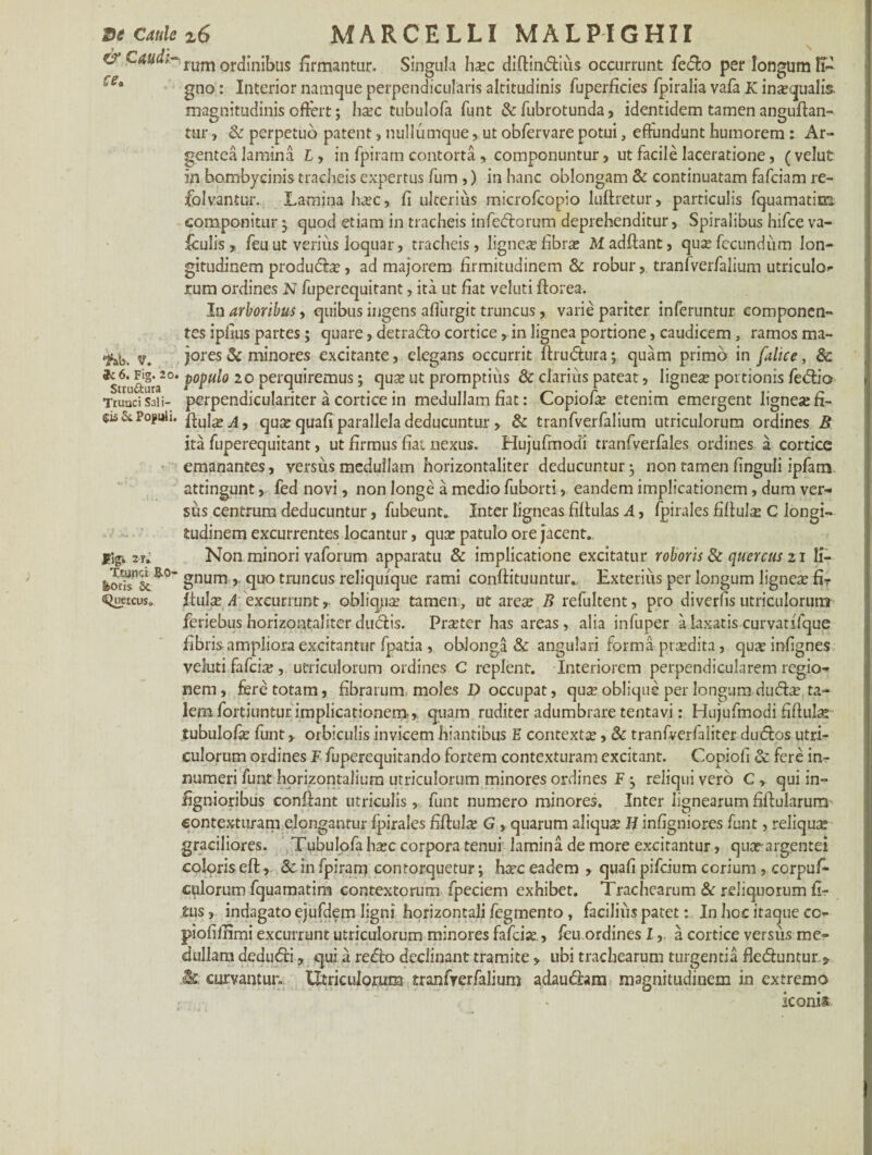 & Caudfum orcjjnjbus firmantur. Singula ha?c diftin<5tiiis occurrunt fe£to per longum IP 'ffr* gno: Interior namque perpendicularis altitudinis fuperficies fpiralia vafa K inaequalis. magnitudinis offert; ha?c tubulofa funt & fubrotunda, identidem tamen anguffan- tur, & perpetuo patent, nullumque, ut obfervare potui, effundunt humorem : Ar¬ gentea lamina Ly in fpiram contorta , componuntur, ut facile laceratione, (velutr in bombycinis tracheis expertus fum ,) in hanc oblongam & continuatam fafciam re- folvantur. Lamjnaha?c, fi ulterius microfcopio luflretur, particulis fquamatim componitur 3 quod etiam in tracheis infediorum deprehenditur, Spiralibus hifce va- fculis, feuut verius loquar, tracheis, lignete fibra? Madflant, quae fecundum lon¬ gitudinem produdbe, ad majorem firmitudinem & robur, tranfverfalium utriculo¬ rum ordines N fuperequitant, ita ut fiat veluti florea. In arboribus, quibus ingens affingit truncus, varie pariter inferuntur componen¬ tes iplius partes; quare, detradlo cortice, in lignea portione, caudicem , ramos ma- 1*ab. v. jores & minores excitante, elegans occurrit ftru&ura; quam primo in falice, & ^uuftura20* P°PU^° 20 perquiremus; qua? ut promptius & clarius pateat, lignea? portionis fedfio Trunci Sali- perpendiculariter a cortice in medullam fiat: Copiofie etenim emergent lignea? fi- 5« & Populi, qu£ quafi parallela deducuntur , & tranfverfalium utriculorum ordines B ita fuperequitant, ut firmus fiat nexus. Hujufinodi tranfverfales ordines a cortice emanantes, versus medullam horizontaliter deducuntur} non tamen finguli ipfam attingunt, fed novi, non longe a medio fuborti, eandem implicationem, dum ver¬ sus centrum deducuntur, fubeunt. Inter ligneas fiftulas A, fpirales fiflula? C longi¬ tudinem excurrentes locantur, qua? patulo ore jacent, figi 2T. Non minori vaforum apparatu & implicatione excitatur roboris 8c quercus 21 li- gnum ,. quo truncus reliquique rami conffituuntuiv Exterius per longum lignea? fir Quticvs» fluite A excurrunt, obliqua? tamen, ut arete B refultent, pro diverfis utriculorum feriebus horizontaliter dudlis. Prteter has areas, alia infuper a laxatis curvatffque fibris ampliora excitantur fpatia , oblonga & angulari forma praedita, qua? infignes veluti fafeite , utriculorum ordines C replent. Interiorem perpendicularem regio¬ nem, fere totam, fibrarum moles D occupat, qux oblique per longum dud:^ ta¬ lem fortiuntur implicationem-, quam ruditer adumbrare tentavi: Hujufinodi fiflula; tubulofie funt, orbiculis invicem hiantibus E contextte, & tranfverfaliter du<5los utri¬ culorum ordines F fuperequitando fortem contexturam excitant. Copiofi & fere in¬ numeri funt hprizontalium utriculorum minores ordines F reliqui vero C r qui in- fignioribus conflant utriculis, funt numero minores. Inter lignearumfiflularum contexturam elongantur fpirales fiflula? G , quarum aliqua H infigniores funt, reliqua graciliores. Tubulofa ha?c corpora tenui lamina de more excitantur, qua?-argentei coloris efl, & in fpiram contorquetur; htre eadem , quafi pifdum corium , corpus¬ culorum fquamatim contextorum fpeciem exhibet. Trachearum & reliquorum fi- £us, indagato ejufdem ligni horizontali fegmento, facilius patet: In hoc itaque a> piofifnmi excurrunt utriculorum minores fafeisc., feu ordines I, a cortice versus me¬ dullam deduefui, qui u redlo declinant tramite > ubi trachearum turgentia flebuntur > & curvantur.. Utriculorum tranfyerfalium adaudhm magnitudinem in extremo iconis