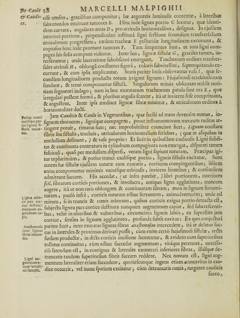 & Catidi- e0g cenfeo, gracilibus componitur; ha? argenteis laminulis contexta, a lateribus <e. • fubrotundos emittunt tumores B. Hinc inde lignea portio C locatur, qua identi¬ dem curvata, angulares areas D, pro utriculis horizontalibus, defignat. Inejufdem interiori portione, perpendiculari inftituta ligni fecftione fecundum tranfverfalium utriculorum progreflum, easdem tracheas E pellucidas longitudinem excurrunt, & copiofos hinc inde promunt tumores F. Tam frequentes funt, ut tota ligni com¬ pages his folis componi videatur. Inter has, ligneas fiftula? G , graciles tamen, in- terferuntur; unde laceratione fubobfcure emergunt. Trachearum ordines tranfver- fales utriculi H, oblonga conflantes figura , coloris fubvitellini, fuperequitando ex¬ currunt , & cum ipfis implicantur. Statis pariter locis obfervantur vafa I, qua? fe¬ cundum longitudinem produdta totum irrigant lignum: Hujufmoditerebinthinam fundunt, & tenui componuntur fiftula. Singulorum minus obfcuram reddit noti¬ tiam fegmenti indago ; nam in hoc exaratarum trachearum patula funt ora K , quas irregulari pollent forma, & pluribus angulis fcatent, ita ut invicem fefe comprimant» & anguflent. Inter ipfa mediant lignea fibras minimas, & utriculorum ordines L horizontaliter dudfli. lotior trunci Jam Caudicis & Caulis in Vegetantibus, quas facile ad meas devenere manus, in- caulifque por- fitrnem thoracem, lignique compagem , prout inftrumentorum meorum ruditas at- ftuiKxcita- tingere potuit, rimatus fum; nec improbabiliter enunciare licet, Lignum conflare wx» fibris feu fiftulis, tracheis, utriculorum horizontalium feriebus, ( qua? in aliquibus in medullam definunt, ) & vafe proprio: Et licet in quibufdam cauliculis Ligni folidi- tas & continuata contextura in cylindrum compaginata non emergat, difparati tamen fafciculi, quafi per medullam difperfi, veram ligni fapiunt naturam. Prascipua igi¬ tur utplurimum, & potior trunci caulifque portio , ligneis fiftulis excitatur. Sunt autem has fiftula ejufdem natura? cum exaratis, corticem compingentibus; iifdem enim componuntur minimis vacuffque orbiculis, invicem hiantibus; & confimilem admittunt fuccum. His accedat, ( ut infra patebit, ) libri portionem , interiores fcil. fibrarum corticis portiones, & involucra, antiquo ligno agglutinata, truncum augere, ita ut non raro oblongam & continuatam fibram , mox in lignum ferrumi- natam , paulo infra , corticis naturam adhuc fervantem , animadverterim ; unde nil tfSV mirum, fi in truncis & ramis arborum > quibus corticis exigua portio detra&a eft > nunquam^u- fubje&a lignea pars cortice deflituta nunquam augmentum capiat, fed fubcrefcenti- gmentum ca- bus, velut in ulceribus & vulneribus, circumcirca ligneis labiis, ex fuperftite jam piU cortice, fenfim in lignum agglutinato, profundafubfit cavitas: £x quo conje&ari Anaftomofis pariter licet, inter exaratas ligneas fibras anajlomofim intercedere, ita ut delatus fuc- fibS inSceS cus ktcrales & proximas derivari poffit; cum enim certo hujufmodi fiftula?, re<5h dit,3S intaCe furfum produ&a?, in dicfla corticis incifione lacerentur, & evidens cum fuperioribu3 tollatur continuitas, cum adhuc fuccedat augmentum , vitaque perennet, necefla- rio fatendum eft, in contiguas & laterales exonerari inferiores fibras, illafquede- T. ; truncatis tandem fuperioribus fibris fuccum reddere. Nec novum eft, ligni aug- gmentume- mentum Iaterahter etiam fuccedere, quotielcunque ingens etiam concavitas in cau- Sfu5£i' dice occurrit, vel inane fpatium excitatur j cum detruncatis ramis > turgente caudicis fucco 3