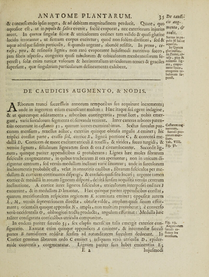 •& concrefcendo ipfas auget, & ad debitam magnitudinem perducit. Quare, quo aquofior ell, ut in populo falice evenit, facile evaporat, nec exteriorum injurias arcet. In quercu fingulae fibrae & utriculorum ordines tam valido & quafi glutine lucido irrorantur, ut firmum corpus excitetur $ quod non folum divifioni, fed& aquae aerifque falinis particulis, fi quando urgeant, abunde refillit. In pruno , ce- rufo, piro, & refinofis lignis, non raro evaporante hujufmodi nutritivo fucco, jam fibris afpcrfo, congeries quafi tubulorum & orbiculorum menbranoforum fu- pereft; folae enim tunicae vaforum & horizontalium utriculorum tenues & graciles fuperfunt, quae lingularum particularum delineamenta exhibent. . a cis aug¬ mento , & notiis„ Succus in po¬ pulo & Salice aquofiis. In Quercu glutinofus. In Pruno, ce¬ rato , piro & rdinofis lig¬ nis , evapo¬ rante fucco . congeries tu¬ bulorum fu» pereft» DE CAUDICIS AUGMENTO, & NODIS. ARborum trunci fucceffivis annorum temporibus lua acquirunt incrementa; unde in ingentem etiam excrelcunt molem : Haec itaque /ua egent indagine, & ut quaecunque additamenta , arboribus contingentia, prout licet, nobis emer¬ gant , varia furculorum legmenta obfervanda venient. Inter cameras arbores paten¬ tius occurrunt in cajiancis $ i, quarum icones examinabimus. Sestus furculuspau- Caflaneasug-» eorum menfium, tenellus adhuc, exterius quinque obtufis angulis feminet; hic surcuiipau- triplici conflat parte, crafio fcil. corticei), lignea portione C, & contenta me- <lulla D. Corticem de more excitant utriculi E tenelli , & virides, fucco turgidi, & iab. vm. versus lignum, fiflularum lignearum fines & ora F circumlocantur. Succedit lig- F‘s' num, quinque pariter appendicibus G protuberans: Lignea haec moles fibrarum fafciculis coagmentatur, in quibus trachearum H ora aperiuntur; non in unicum di¬ riguntur centrum, fed versus medullam inclinati varie fituantur; unde in lurculorum inchoamentis probabile ell, velut in annotinis caulibus , fibrarum fafciculos per me¬ dullam & corticem continuatos difpeigi, & confufo quafi litu locari; urgente tamen cortice & medulla in zonam ligneam difponi, debita fenfim acquifita versus centrum inclinatione. A cortice inter ligneos fafciculos , utriculorum interpofiti ordines I excurrunt, & in medullam D laxantur. Haec quinque pariter appendicibus confiat, quarum meridionalem refpiciens regionem K acuminata eminet ; oppofitae autem Ly M, versus feptentrionem direbtae, obtufae valde, amplum quafi finum eflor- mant; orientalis quoque appendix N , ampla, non multum protuberat; e converfo vero occidentalis O, oblongiori tradlu produdla, angulum efformat: Medulla haec taliter configurata corticalibus utriculis componitur. In eodem pariter furcillo , fex clapfis menfibus talis emergit exterior con- figuratio. Exaratae enim quinque appendices A eminent, & intermediae furculi furcuh ca-Um partes B tumidiores redditae fenfim ad rotunditatem furculum deducunt. In Cortice geminus fibrarum ordo C eminet ; reliquum vero utriculis D, epider¬ mide contentis , coagmentatur. Lignum pariter fuas habet eminentias E; E z hujufmodi