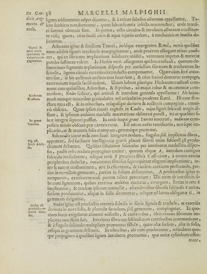 De CM- dicis aug¬ mento & nodis.. Trunci St t3mi novis quotannis in volucris com¬ paginantur. Modorum ftru&ura. Tn grsnO Turcico» Tig. ?5. Modi Analy- fe» Nonas cft £todu&io re «entis lobo fas» 38 MARCELLI M A L P I G H 11 lignea additamenta adipes dicuntur, 3c a colore fubalbo alburnum appellantur. Ta¬ lem duritiem non fortiumur, quam fubcrefcentia infe&a non erodant; unde teredi¬ ni fumme obnoxia funt. In quercu, 06I0 circulos & involucra alburnum conftitue- revidi; quare, cum facile aeris & aquce injuriis cedant, a mechanicis ut inutilia ab¬ jiciuntur. Arborum igitur & fimilium Trunci, indeque emergentes Rami, novis quolibet anno additis ligneis involucris compaginantur 3 unde proceres affurgunt etiam caudi¬ ces , qui cx fibrarum implicatione folidiores redditi, ventorum impetus & materia; pondus fufcinere valent. In Herbis vero affurgentes quidam cauliculi, quorum de¬ lineavimus fegmenta utplurimum difperfis per medullam fibrarum & trachearum fa- fciculis, ligneo circulo exterius circumduco componuntur. Quare ciim fere anno¬ tini fint, in his audtionis ordines non fucccdunt 3 & cum laxiori donentur compage, externorum injuriis facile cedunt. Unum habent plarique Herbarum cauliculi com¬ mune cum quibufdam Arboribus, & Ifipitibus, ad majus robur & oeconomia: com¬ modum; Nodos fcilicet, qui articuli & interdum genicula appellantur: Ab hujus- modi namque tumoribus geniculatim vel articulatim prodeunt Rami. Horum ftru- Curamiraeft, & in arboribus , reltquifque durioris & au&ioris compaginis , omni¬ no obfcura. Quare ipfam rimari expedit in Caule, cujus lignei fafciculi magis di- ftant, & ipfarum ambiens medulla maceratione obliterari poteft , ita ut qualibet fi¬ bra: integra feparari poflint. In caule itaquegrani Turcici macerati, nodorum com- pofitio minus obfcura prse ceteris extat. ER autem nodus ramificatio, novaque im¬ plicatio , ut & recentia folia erumpant, gemmaque promatur. Sub oculis icone mihi non licuit integrum nodum, fingulas fcil. implicatas fibras, apponere, fed facilioris intelligentice gratia placuit fibroli unius fafciculi 3 8 produ¬ ctionem delineare. Quilibet filtularum fafciculus per interiorem medullam difper- fus, paulo infra nodum propagines emittit 3 quarum aliqua: A, interdum contiguo fafciculo inofculantur; reliqua vero B proximis fibris C aflociata:, a centro versus .peripheriam deduCia:, occurrentes fibrofos fuperequitant eleganti implicatione; in¬ ter fe autem anallomizata:, rete D efformant, & tandem corticem perforando, par- tim in novellam gemmam , partim in folium abfumuntur. A penitioribus igitur e- rumpentes, exteriorem nodi partem taliter percurrunt: Ubi enim ab interfhtiis fi¬ brarum lignearum, quibus exterior ambitus excitatur, emergunt, ftatim in rete E implicantur 3 & tandem ipfarum nonnullae , afeendentibus fibrofis falciculis F unita;, furfum producuntur, aliqua: in folia diramantur, reliqua;ad latera obliquata G , in gemmam diriguntur. Nodus igitur eft produdtio recentis fobolis in fibris ligneis & tracheis', ut exterius - derivata in nova folia, & plantula: furculum, fcil. gemmam , compingatur. Et quo¬ niam fortis exigebatur alimenti mifcella , & cauhs robur , ideo exarata fibrarum im¬ plicatio neceffaria fuit. Interiores fibrarum fafciculi cum exterioribus communicant, & a fingulo fafciculo multiplices promuntur fiftube 3 quare alite furfum , alia: in folia, reliqua in gemmam delinunt. In arboribus, ubi rami producuntur, reticulares quo- <]ue propagines a quolibet ligneo involucro promuntur, qua: linita cylindrum efror- mant.