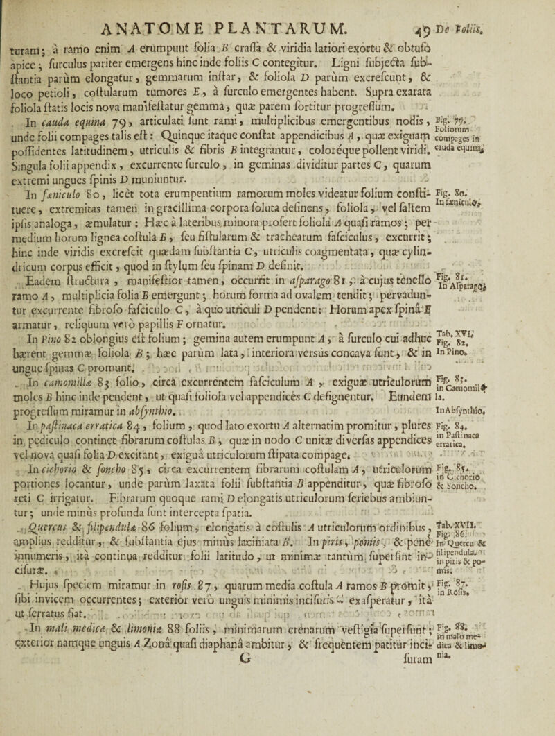 ANATOME PLANTARUM. 4ynctoliK turam; a ramo enim A erumpunt folia B crafla & viridia latiori exortu & obtufo apice ; furculus pariter emergens hinc inde foliis C contegitur. Ligni fubjecla fub- Ihntia parum elongatur, gemmarum inflar, & foliola D parum excrefcunt, & loco petioli, coftularum tumores £, a furculo emergentes habent. Supra exarata foliola flatis locis nova manifeflatur gemma, qua parem fortitur progreffum. In cauda equina 79, articulati funt rami, multiplicibus emergentibus nodis , :79> unde folii compages talis efl: Quinque itaque conflat appendicibus A , qua: exiguam compages m poflidentes latitudinem, utriculis & fibris B integrantur, coloreque pollent viridi. cauda eciUJt!^ Singula folii appendix, excurrente furculo , in geminas dividitur partes C, quarum extremi ungues fpinis D muniuntur. In faniculo 80, licet tota erumpentium ramorum moles videatur folium confli- F«g* tuere, extremitas tamen ingracillima corporafolutadelinens, foliola^ yelfaltem laUmcik^ ipfis analoga, aemulatur : Hac a lateribus minora profert foliola:^ quafi ramos; pet medium horum lignea coflula B , feu fiflularum & trachearum fafciculus, excurrit; hinc inde viridis excrefcit quadam fubflantia C, utriculis coagmentata, qua cylin¬ dricum corpus efficit, quod in flylum feu fpinam D definit. Eadem llrudlura , manifeffior tamen, occurrit in afparago8i v acujustenello Fj|‘Afpr*ra^ ramo A , multiplicia folia B emergunt *, horum forma ad ovalem tendit; pervadun¬ tur excurrente fibrofo fafciculo C, a quo utriculi D pendent: Horum apex fpinaE armatur, reliquum vero papillis F ornatur. In Pino 82 oblongius efl folium; gemina autem erumpunt A, a furculo cui adhuc Jj?* harent gemma foliola B; Lee parum lata, interiora versus concava funt, & in InPin°* ungue, fpinas C promunt. :,i , . ;j ' ’’J 1 'i- . In camopiiUa 83 folio, circi excurrentem fafciculum A ,. exigua utriculorum fncaoiomil* moles B hinc inde pendent, ut quali foliola vel appendices C defignentur. Eundem ia. progreffum miramur in abfjntbio.. inAbfynthio. lnpafiinaca erratica 84, folium , quod lato exortu A alternatim promitur, plures Figi 84. in pediculo continet fibrarum coflulas B , qua? in nodo C unita? diverfas appendices erratlca.naCS vel nova quafi folia D excitant, exigua utriculorum flipata compage* • •' In cichorio & fonebo 85, circa excurrentem fibrarum coflulam A , utriculorum 8^r.0 portiones locantur, unde pariim laxata folii fubltantia B appenditur, qua fibrofo & soncho, reti C irrigatur. Fibrarum quoque rami D elongatis utriculorum feriebus ambiun¬ tur ; unde minus profunda funt intercepta fpatia. Quercus ScgfiiipeyduU 86 folium, elongatis a coflulis A utriculorum ordinibus, jfVifg?1* ajnplius redditur, & i.ubflantia ejus minus iaciniata Fi. In piris, pomis, & pene irvQuercu & innumeris, ita continua redditur folii latitudo, ut minima5 tantum.fuperfint i#*-*fngfr^&^o- cifura. *• ’ ■ - vu .'•% r’ ■<1 • j c . Hujus fpeciem miramur in rofis 87, quarum media coflula A ramos B promit, fibi invicem occurrentes; exterior veib unguis minimisincifurisU exafperatur, ita ut ferratus fiat. ’ - 1. ! r .. .. > ,zomsi In mali medica & limonia 88 foliis, minimarum crbnarum Vefligiafuperftm!; f;s* . • • r-w a 'r , A , . „ r ~ F; - «malo me* exterior namque unguis A 4ona quafi diaphana ambitur, & frequentem patitur incir dica & limo-i G furamnia*
