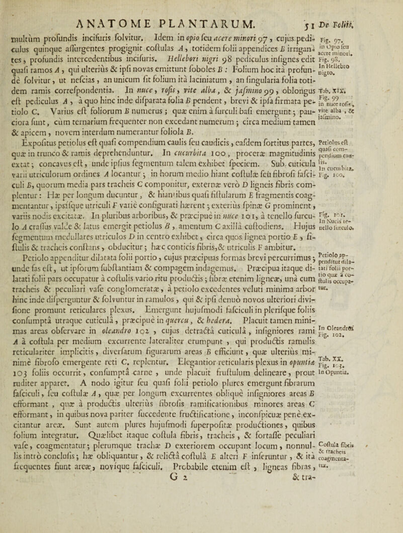 multum profundis incifuris folvitur. Idem in opio feu acere minori 97, cujus pedi» culus quinque affingentes progignit coftulas A , totidem folii appendices E irrigan¬ tes» profundis intercedentibus incifuris. Hellebori nigri 98 pediculus infignes edit quafi ramos A , qui ulterius & ipfi novas emittunt foboles B : Folium hoc ita profun¬ de folvitur, ut nefeias , an unicum fit folium ita Iaciniatum , an lingularia folia toti¬ dem ramis correlpondentia. In nucei rofis, vite alba, & jafminoy 9, oblongus efl pediculus Ai a quo hinc inde di fparata folia B pendent, brevi & ipfa firmata pe¬ tiolo C. Varius effc foliorum B numerus ; qua: enim a furculi bafi emergunt ; pau¬ ciora funt, ciim ternarium frequenter non excedant numerum ; circa medium tamen & apicem , novem interdum numerantur foliola B. Expofitus petiolus eft quali compendium caulis feu caudicis , eafdem fortitus partes, qua: in trunco & ramis deprehenduntur. In cucurbita 100, procerae magnitudinis ex tat; concavus eft, unde ipfius fegmentum talem exhibet fpeciem. Sub cuticula varii utriculorum ordines A locantur; in horum medio hiant colluite fcii fibroli lafci- culi B, quorum media pars tracheis C componitur, externa: vero D ligneis fibris com¬ plentur : Ida: per longum ducuntur , & hiantibus quafi fillularum E fragmentis coag¬ mentantur , ipsifque utriculi F varie configurati hterent ; exterius fpins G prominent, variis nodis excitats. In pluribus arboribus, & prscipue in nuce 1 o 1, a tenello furcu- lo A craflus valde & latus emergit petiolus B , amentum C axilla cuftodiens. Hujus fegmentum medullares utriculos D in centro exhibet, circa quos lignea portio E , fi- ftulis & tracheis conflans , obducitur; hsc conticis fibris,& utriculis F ambitur. Petiolo appenditur dilatata folii portio, cujus praecipuas formas brevi percurrimus ; unde fas eft, ut ipforum fubftantiam & compagem indagemus. Prscipua itaque di¬ latati folii pars occupatur a coftulis vario ritu produ&is; fibrs etenim lignes, una cum tracheis & peculiari vale conglomerata, a petiolo excedentes veluti minima arbor hinc inde difperguntur & folvuntur in ramulos , qui & ipli denuo novos ulteriori divi— fione promunt reticulares plexus. Emergunt hujufmodi fafciculi in plerifque foliis confumpta utraque cuticula, praecipue in quercu, & hedera. Placuit tamen mini¬ mas areas obfervare in oleandro ioi , cujus detradld cuticula, infigniores rami A a coftula per medium excurrente Iateraliter erumpunt , qui produeftis ramulis reticulariter implicitis, diverfarum figurarum areas B efficiunt, qus ulterius mi¬ nime fibrofo emergente reti C. replentur. Elegantior reticularis plexus in Opuntia 103 foliis occurrit, confumpta carne , unde placuit fruftulum delineare, prout ruditer apparet. A nodo igitur feu quafi folii petiolo plures emergunt fibrarum fafciculi, feu colluis A , qus per longum excurrentes oblique infigniores areas B efrbrmant , qus a produdis ulterius fibrofis ramificationibus minores areas C efformant, in quibus nova pariter fuccedente frudlificatione , inconfpicus pene ex¬ citantur ares. Sunt autem plures hujufmodi fuperpofits produdtiones, quibus folium integratur. Quslibct itaque coftula fibris, tracheis, & fortafife peculiari vafe, coagmentatur; plerumque trachs D exteriorem occupant locum, nonnul¬ lis intro condufis; hs obliquantur, & relibfa coftula E alteri F inferuntur, & ita frequentes fiunt ares, novique fafciculi. Probabile etenim eft , ligneas fibras, G 2. & tra- 97* in Opio feti acete minori» Fig* 98. In Hdlebio nigro. Tab. XIX. Fig. 99 in nuce tofis» vite alba , tc jafmino. Petiolus eft quafi com¬ pendium cau¬ lis. In cucuibita» Fig. 100. Fig. TOT- In Nucis te¬ nello lurculo. Petiolo ap¬ penditur dila¬ tati folii por¬ tio quae :a co¬ ftulis occupa¬ tur. In CleandrOi Fig. 102. Tab. XX. Fig. igj. In Opuntia. Coftula fibtis & tracheis coagmenta¬ tur.