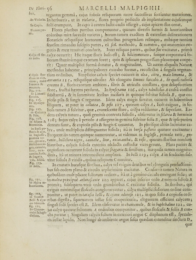 De Flori¬ bus. -In Violaria. In Caepis. Piorum par¬ tes. Calyx oft flo¬ ris bafis» Calycis flru- ttura in olea, citro , malo limonia 3c aurantia. Fig. |t?v In Limonii furculo. Fig. r16. In Hyofcya- tno. Fig. 117. in Collinea & Pilis. Fig. r 18. in Sclarea Sc Horminio. in Burfa pa- ftoris & alus, in buglolfo , primula ve¬ ris , geranio, Hd libor o ni¬ gro, cannabe, Imo , oxia- camha,B.oiis, & fragaria. 1 ab. xxii. Fig. 119. ii) Belli. fig. T20. in Malva ar- fcorefcente. fig. m. in TarafcO Belli 5c Cya¬ no odorolo. fig. 12 2. In Chamx- nrelo icBuph- ihalmo. 56 MARCELLI MALPIGHII teguntur gemma, cujus foliola relicuorum more fucceffivas fortiuntur mutationes» In herbaceis, ut in violaria, flores proprio pediculo ab implantatione cujufcunque folii erumpunt. In capis a centro bulbi caulis aflurgit, cujus apicem flos ornat. Flores pluribus partibus componuntur, quarum diverfis formis & luxuriantibus coloribus mira fuccedit varietas ; horum tamen exacflam & extenfam delineationem Botanicis reliquifque hortorum cultoribus peragendam relinquo > mihique tantum feorfim rimandas fufeipio partes, ea fcil. methodo, & numero, qui anatomico ne¬ gotio & mea? tenuitati conducit. Inter reliquas partes, quibus flos excitatur, primo calyx occurrit: Hic itaque floris bafis eft ; & fulcimentum, fuaque corporatura fo¬ liorum ftaminumque exortum fovet; quin & ipforum progrefllim plerumque coope¬ rit: Quare multiplici forma donatur ,& magnitudine. Ut autem aliqualis Natura methodus habeatur, principaliores exarabo formas, recollecftas a Angulis vegetan¬ tium ordinibus. Simplicior calycis fpecies occurrit in olea, citro, malo limonia, & amantia i\ f, reliqui fque oleofls: Ab elongato limonii furculosi, fit quafl radiofa corona B , floris exortum ambiens, fibris & utriculis conflans, quse delapfo etiam flore, frutSui haerens perdurat. In byofcyamo 116 > calyx tubulofus A crafsa conflat fubftantia , & in fummitate levibus incifuris in quinquefolvitur foliola B, quseco- piofis pilis & fungis C teguntur. Idem calyx magis Ferratus occurrit in habentibus Aliquam, ut patet in collutea , & pifis 117, quorum calyx A , licet exiguus, in fo¬ liola tamen B Folvitur, quse , evanefeente flore, crifpa redduntur, & fuperfunt. Ea¬ dem calycis natura, quafi geminis contexta foliolis, obfervatur in fclarea & horminio 118; hujus calyx a petiolo A afliirgens in gemina folvitur folia B, quse & ipfa parum dentata fiunt, & copiolis pilis & fungis C ornantur. In plerifque altius laciniatur ca¬ lyx , unde multipliciadiftinguuntur foliola; ita in burfa paflons quatuor excitantur: Frequentius tamen quinque numerantur, ut videmus in buglojfo, primula veris, ge¬ ranio , helleboro nigro, cannabe, lino , oxiacantba, & rofis, quarum floribus nondum hiantibus, calycis foliola exterius obdutfta cuftodia? vices gerunt. Plura pariter & ccpioliora occurrunt foliola in calyce fragaria & fimilium; in^qualis tamen magnitu¬ dinis , ita ut minora intermedient ampliora. In belli 119, calyx A in Fexdecim fol¬ vitur foliola B viridia , quibus reliquum C munitur. In exaratis hucufque floribus, calyx vel exiguis dentibus vel elongatis productioni¬ bus fub eodem plano & circulo utplurimum excitatur. Ccnfuevit tamen Natura in quibufdam multiplicare foliorum ordines, ita ut a gemino circulo emergant folia; ut in malva prsecipue arbor efcente 120 apparet, cujus inferior ordo A minora foliola B promit; lubfequens vero ordo grandioribus C excitatur foliolis. In floribus, qui exiguis minimifque flofculis conglomerantur, calyx multiplici foliorum ordine com¬ ponitur , ut patet in tarafeo lelh, & cyano odorofo 121 , in quo folia A copiolis ordi¬ nibus digefta, fquamarum inftar fefe cooperientia, elegantem efficiunt calycem; Unguli folii fpccies eft B. Idem obfervatur i n eburnam e lo , Scmbupbtbalmo 122 , cu¬ jus calyx quatuor foliorum A ordinibus componitur, quibus flofculis & foliis B con¬ cha paratur ; Singulum calycis folium in exteriori ungue C diaphanum eft, fpecula- ris inftar lapidis. Non longe ab ambiente ungue fufea quadam extenditur tineflura D, qua?