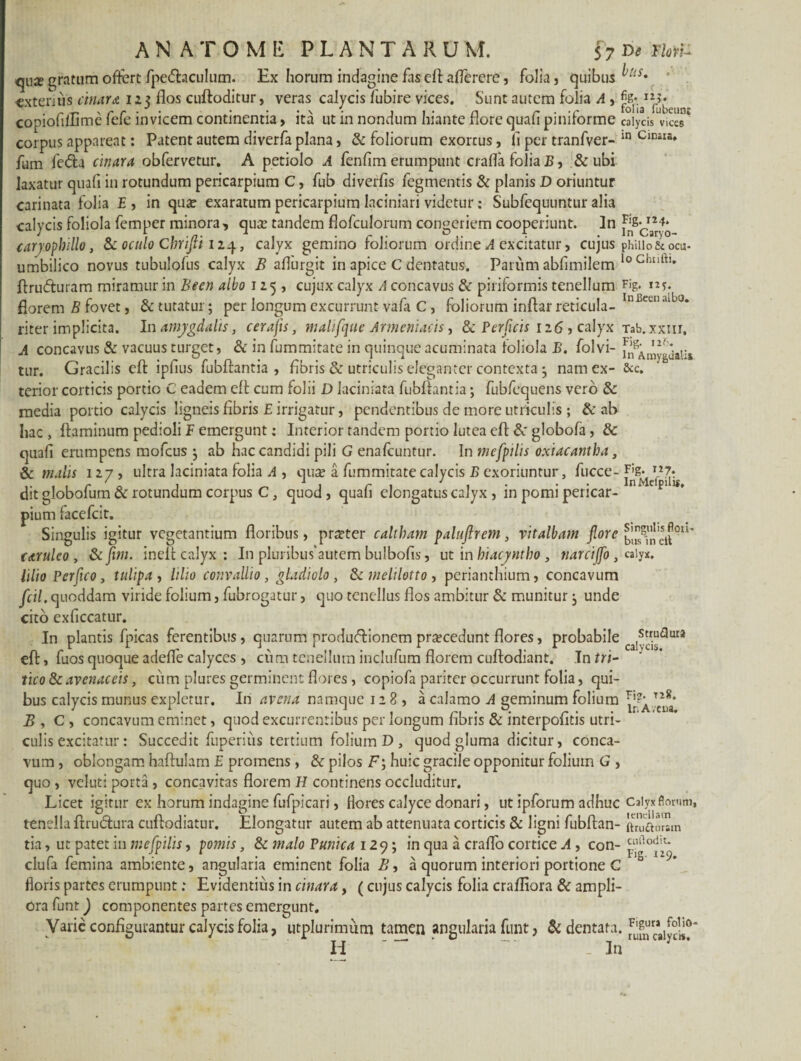 qUJe gratum offert fpe<5hculum. Ex horum indagine fas eft aflerere, folia , quibus ^tis* extentis cinara 125 flos cuftoditur, veras calycis fubire vices. Sunt autem folia A , copiofillime fefe invicem continentia > ita ut in nondum hiante flore quafi piniforme calycis vices corpus appareat: Patent autem diverfa plana, & foliorum exorcus, fi per tranfver- 10 ClCiIS» fum fe<fta cinara obfervetur. A petiolo A fenfim erumpunt crafla folia B, & ubi laxatur quafi in rotundum pericarpium C, fub diverfis fegmentis & planis D oriuntur carinata folia E , in qua? exaratum pericarpium Iaciniari videtur: Subfequuntur alia calycis foliola femper minora , qua? tandem flofculorum congeriem cooperiunt. In ^c/ryo caryophillo, & oculo Chrijli 124, calyx gemino foliorum ordine A excitatur, cujus phiiio&oca* umbilico novus tubulofus calyx B afliirgit in apice C dentatus. Parum abfimilem loChuftl* ftrufturam miramur in Becn albo 125, cujux calyx A concavus &r piriformis tenellum % i*?, florem B fovet, & tutatur; per longum excurrunt vafa C , foliorum inftar reticula- InBeena °* riter implicita. In amygdalis, cerajis, malifque Armeniacis, & Perficis iz6 , calyx Tab.xxnr, A concavus & vacuus turget, & in fummitate in quinque acuminata foliola B. folvi- fnSAmyga*li* tur. Gracilis eft ipfius fubftantia, fibris & utriculis eleganter contexta ^ nam ex- &c. terior corticis portio C eadem eft cum folii D laciniata fubftantia; fubfequens vero & media portio calycis ligneis fibris E irrigatur, pendentibus de more utriculis ; & ab hac , flaminum pedioli F emergunt: Interior tandem portio lutea eft &' globofa, & quafi erumpens mofcus j ab hac candidi pili G enafcuntur. In mefpilis oxiacantha, & malis 127, ultra laciniata folia A , qua? a fummitate calycis B exoriuntur, fucce- TI7: dit globofum & rotundum corpus C, quod , quafi elcngatus calyx , in pomi pericar¬ pium facefcit. Singulis igitur vegetantium floribus, pratter caltham paluftrem, vitalbam [ore buns^n eir* tarulco , & fttn. ineft calyx : In pluribus‘autem bulbofis, ut in hiacyntho , tiarciffo , calyx, lilio Pcrfico, tulipa, lilio conv allio , gladiolo, & melilotto , perianthium, concavum fcil. quoddam viride folium, fubrogatur, quo tenellus flos ambitur & munitur ^ unde cito exficcatur. In plantis fpicas ferentibus, quarum produtftionem procedunt flores, probabile cals““<aura eft, fuos quoque a defle calyces , cum tenellum indufum florem cuftodiant. In tri¬ tico & avenaceis , cum plures germinent flores , copiofa pariter occurrunt folia, qui¬ bus calycis munus expletur. In avena namque 128, a calamo A geminum folium B , C , concavum eminet, quod excurrentibus per longum fibris & interpofitis utri¬ culis excitatur: Succedit fuperius tertium folium D , quod gluma dicitur, conca¬ vum , oblongam haftulam E promens , & pilos F; huic gracile opponitur folium G , quo , veluti porta , concavitas florem H continens occluditur. Licet igitur ex horum indagine fufpicari, flores calyce donari, ut ipforum adhuc Calyx florum, tenella ftru&ura cuftodiatur. Elongatur autem ab attenuata corticis & ligni fubftan- aruftuum tia, ut patet in me [pilis, pomis, & malo Punica 129; in qua a craflo cortice A , con- clufa femina ambiente, angularia eminent folia B, a quorum interiori portione C floris partes erumpunt: Evidentius in cinara, (cujus calycis folia crafliora & ampli¬ ora funt) componentes partes emergunt. Varie configurantur calycis folia, utplurimum tamen angularia funt, & dentata, H ~~ _ In