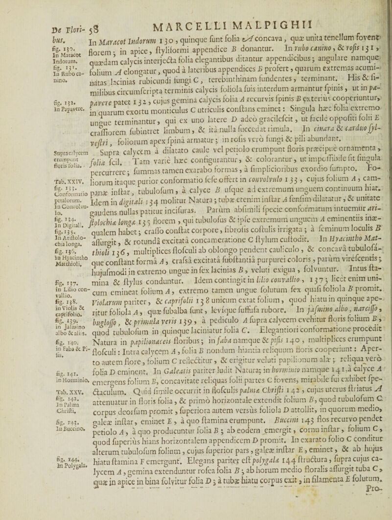 De Flori- 58 MARCELLI MALPIGHI! bus. fig. 150. In Maracot Indotum. fig. ij*. In Rubo ca mno. fig. 152. In Papavere In Maracot Indorum 130, quinque funt folia tAconcava, qua: unita tenellum fovent’ florem • in apice, ftyliformi appendice B donantur. In rubo canino, Scrofis 131» quadam calycis interjecta folia elegantibus ditantur appendicibus; angulare namque folium A elongatur, quod a lateribus appendices B profert, quarum extremas acumi¬ natas lacinias Rubicundi fungi C, terebinthinam fundentes, terminant.. His & li- milibus circumfcripta terminis calycis foliola fuis interdum armantur fpims, ut m pa¬ pavere patet 1323 cujus gemina calycis folia A recurvis fpinis B exterius cooperiuntur» in quarum exortu monticulus C utriculis conflans eminet: Singula hxc folia extremo unuue terminantur, qui ex uno latere D adeo gracilefcit, ut facile oppofln folii E cralliorem fubintret limbum, & ita nulla fuccedat rimula. In cinara Sc carduojj/l- vcflri foliorum apex fpina armatur; in rofis vero fungi Sc pili abundant. Supra caty ce m Supra calycem a dilatato caule vel petiolo erumpunt floris prxeipue ornamenta, erumpunt folia fcil. Tam varie hxc configurantur, Sc colorantur» utimpombiielit lingula fl0rlSi0l,a* percurrere; fummas tamen exarabo formas, a fimplicioribus exordio fumpto. Fo- Tab.xxiv, liorum itaque purior conformatio fefe offert in convolvulo 135, cujus folium A , cam- c5onformatio panx inflar, tubulofum, a calyce B ufque ad extremum unguem continuum hiat, petalorum. xTem in digitali j34 molitur Natura; tubx etenim inllar A fenfim dilatatur, Sc unitate inConvoivu- ^ nujjas patjtur jncifuras. Parum abfirnili fpecie conformatum intuemur art- v Iolochia longa 13 3 florem , qui tubulofus & ipfe extremum unguem A eminentiis inx- - --g-ua‘‘’ qUalem habet; craiTo conflat corpore > fibrofls coflulis irrigata ; a feminum loculis B afluroit, Sc rotunda excitata concameratione C flylum cuflodit. In Hyacintho Mat- tbiohi> 6, multiplices flofculi ab oblongo pendent cauliculo , & concava tubulofa- que conflant forma A , crafsa excitata fubflantia purpurei coloris, parram virefcenris ; hujufmodi in extremo ungue in fex lacinias B, veluti exigua , folvuntur. Intus fla¬ mina & flylus conduntur. Idem contingit in lilio convallio » 1373 licet enim unj- 'cum emineat folium^, extremo tamen ungue folutum fex quafifoliola B promit. Violarum pariter, Sc caprifolii 13 8 unicum extat folium, quod hiatu in quinque ape¬ ritur foliola A, qux fubalba funt, levfque fuflufa rubore. In fafmino albo, narcijfio, buglofifo, Sc primula veris 139 , a pediculo A fupra calycem evehitur floris folium B > In Ariftolo- cbia longa, fig. i?6. In Hyacintho Watthioli, 157. in Lilio con¬ vallio. fig. 158. in Violis 8c captifolio. ISHYIVHV , wv ^' ' L 1 V _ . J. albo&ahs. quod tubulofum in quinque Iaciniatur folia C. Elegantion conformatione procedit fig. 140. Natura in papilionaceis floribus; infaba namque & pifis 140 , multiplices erumpunt inFaba&Pi- q0fcuq. jntra calycem A , folia B nondum hiantia reliquum floris cooperiunt: Aper¬ to autem flore, folium C refledfcitur, Sc erigitur veluti papilionum alat; rehquajero fig. 141. folia D eminent. In Galeatis pariter ludit Natura; in Imminio namque 141 ,a calyce A in°Horminlo, emeraens folium B, concavitate reliquas folii partes C fovens, mirabile fui exhibet fpe- Tab.xxv. «flaculum. Quid limile occurrit in flofcuhs palma Chrifii 142, cujus uterus flriatus A J 42 ' * — * /— . • n * \ t * ) 1  C ! 7) . _ — U . r 1 1 . ! /1 7 177 3 n Palma Chrifti. Sg. 143. I11 Succino. fig. V44. in Polygals. attenuatur in floris folia, Sc primo horizontale extendit folium B, quod tubulofum C; corpus deorfum promit, fuperiora autem versus foliola D attollit, in quorum medio, oalex inflar, eminet E » a quo flamina erumpunt. Buccini 143 flos recurvo pendet petiolo y!, a quo producuntur folia B ^ ab eodem emergit, cornu inflar, folium C, quod fuperius hians horizontalem appendicem D promit. In exarato folio C conditur alterum tubulofum folium, cujus fuperior pars, galfx inflar E , eminet, & ab hujus hiatu flamina F emergunt. Elegans pariter efl polygala 144 flru&ura, fupra cujus ca¬ lycem A, gemina extenduntur rofea folia B 3 ab horum medio fioralis aflurgit tuba C » sjua* in apice in bina folyitur folia D 3 a tubas hiatu corpus exit $ in filamenta £ folutum..