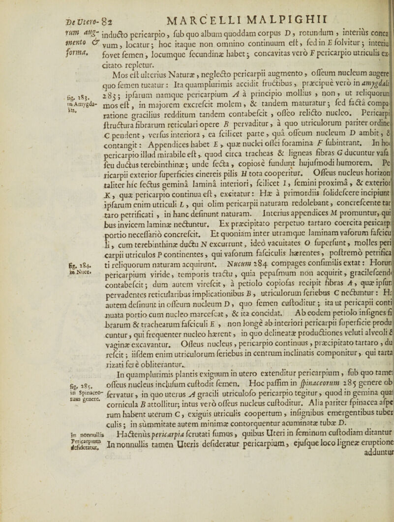 De utero- 82 MARCELLIMALPIGHII rum indudo pericarpio, fub quo album quoddam corpus D, rotundum, interius conca mento & vumj iocatur. hoc itaque non omnino continuum eft, fed in E folvitur ; interiit forma, fovet feraen y locumque fecundinse habet 3 concavitas vero F pericarpio utriculis es citato, repletur. Mos elt ulterius Natura?, negledo pericarpii augmento, olleum nucleum augere quo femen tutatur: Ita quam plurimis accidit frudibus, pracipue vero in amygdali is5. 283; ipfarum namque pericarpium A a principio mollius , non, ut reliquorun m Amygda- mos eft, in majorem excrefcit molem, & tandem maturatur 3 fed fadda compa ratione gracilius redditum tandem contabefcit , ofleo relido nucleo. _ Pericarpi; ftrudura fibrarum reticulari opere B pervaditur, a quo utriculorum pariter ordine. C pendent, verfus interiora, ea fcilicet parte, qua ofieum nucleum D ambit, £ contangit: Appendices habet E , qua: nuclei oflei foramina F fubintrant. In ho< pericarpio illud mirabile eft,. quod circa tracheas & ligneas fibras G ducuntur vafa feu dudus terebinthina:; unde feda, copiose fundunt hujufmodi humorem. Pe ricarpii exterior fuperficies cinereis pilis H tota cooperitur. Olfeus nucleus horizon taliter hic fedus gemina lamina interiori, fcilicet I, femini proxima, & exterior' JK, qua; pericarpio continua eft, excitatur : Ha: a primordiis folidefcere incipiuntj ipfarum enim utriculi L , qui olim pericarpii naturam redolebant, concrefcente tar taro petrificati , in hanc delinunt naturam. Interius appendices M promuntur, qui bus invicem laminas neduntur. Ex pracipitato perpetuo tartaro coercita pericarpi portio neceflario concrefcit. Et quoniam inter utramque laminam vaforum fafcicu li, cum terebinthinas dudu N excurrunt, ided vacuitates Q fuperfunt, molles peri carpii utriculos P continentes, qui vaforum falciculis hasrentes, poftremo petrifica fig. 184. ti reliquorum naturam acquirunt. Nucum 284 compages confimilis extat: Elorun i»Nuce. pericarpiurn viride, temporis tradu , quia pepafmum non acquirit, gracilefcend» contabefcit; dum autem virefcit, a petiolo copiofas recipit fibras A, quasipfufl pervadentes reticularibus implicationibus B, utriculorum feriebas C neduntur: H;l autem definunt in ofieum nucleum D, quo femen euftoditur ^ ita ut pericapii conti nuata portio cum nucleo marcefcat, & ita concidat. Ab eodem petiolo infignes fi brarum & trachearum fafciculi E , non longe ab interiori pericarpii fuperficie produ cuntur, qui frequenter nucleo hserent, in quo delineate produdiones veluti alveoli £ vaginae excavantur. Ofieus nucleus, pericarpio continuus , pracipitato tartaro , du refcit; iifdem enim utriculorum feriebus in centrum inclinatis componitur, qui tarta rizati fere obliterantum _ In quamplurimis plantis exiguum in utero extenditur pericarpium, fub quo tamei Sg. ofieus nucleus inclufum cuftodit femen. Hoc pafiim in Jpinaceorum 285 genere ob rn Spinacco- fervatur, in quo uterus A gracili utriculofo pericarpio tegitur, quod in gemina qual ““ genere. comjcuja B attonjtur. intus ver6 ofieus nucleus euftoditur. Alia pariter fpinacea afpe rum habent uterum C, exiguis utriculis coopertum, infignibus emergentibus tuber culis; in summitate autem minima: contorquentur acuminata: tuba: D. Jn nonnum* Hadenuspericarpia ferutati fumus, quibus Uteri in feminum cuftodiam ditantur JSKT In nonnullis tamen Uteris deftderatur pericarpium, ejufque loco lignea: eruptione adduntur