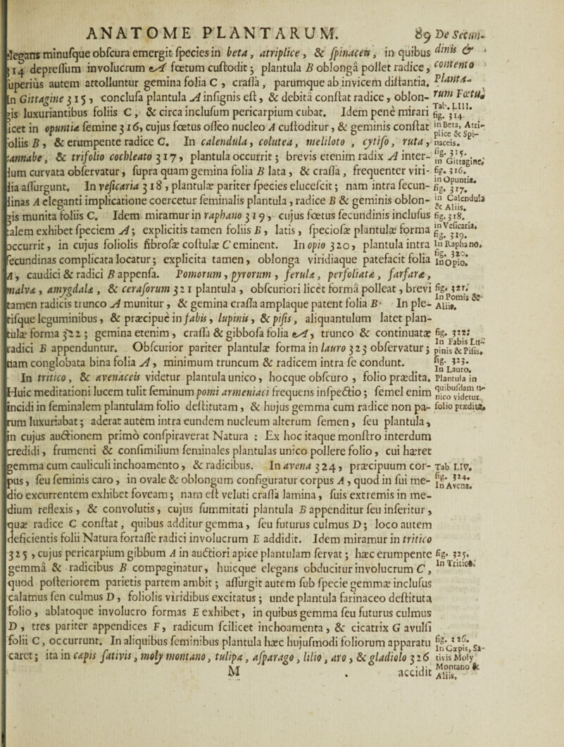 AN A T G M E PLANTARUM. ty De Secas* ‘Tegam minufque obfcura emergit fpecies in beta, atriplice, & fpin-acets, in quibus & ‘ {14 depreffum involucrum foetum cuflodit 3 plantula B oblonga pollet radice, contento bperius autem attolluntur gemina folia C , crafla, parumque ab invicem diftantia. f^tnta^ [n Gittagine 315? conclufa plantula A infignis eft, & debita conflat radice, oblon- rum ds luxuriantibus foliis C , & circa inclufum pericarpium cubat. Idem pene mirari Jg# icet in Opuntia femine 316, cujus foetus ofleo nucleo A culloditur, & geminis conflat Atri- 'oliisj?, & erumpente radice C. In calendula, colutea, meliloto , cj/tifo, ruta, naccu. :annabe, & trifolio cochleato 317, plantula occurrit; brevis etenim radix A inter- GittVgine; lum curvata obfervatur, fupra quam gemina folia B lata, & crafla, frequenter viri- fig. ;i6. lia aflurgunt, In vejicaria 318, plantula? pariter fpecies elucefcit; nam intra fecun- ig^f™*,a* linas A eleganti implicatione coercetur feminalis plantula, radice B & geminis oblon- jg A1-Jsendu!a ds munita foliis C. Idem miramur in raphano 319, cujus foetus fecundinis inclufus fig.318* talem exhibet fpeciem A; explicitis tamen foliis B, latis, fpeciofa? plantula? forma accurrit, in cujus foliolis flbrofle coftula? C eminent. In opio 320, plantula intra Raphano,, fecundinas complicata locatur; explicita tamen, oblonga viridiaque patefacit folia inoplol A, caudici & radici B appenfa. Fornorum, pjrorum , ferula, perfoliata, farfara, malva, amyvdaU , & cera forum 321 plantula , obfcuriori licet forma polleat, brevi ?2r* i- • a ‘ o 1 n 1 c r t. t 1 In Pomis Sf- tamen radicis trunco A munitur, & gemina crafla amplaque patent lolia B• In ple- Aliis, rifque leguminibus, & prsecipuc in /abii, lupinis , & pifis, aliquantulum latet plan¬ tula? forma 3^22 ; gemina etenim , crafla & gibbofa folia eA, trunco & continuata? fig. jit; radici B appenduntur. Obfcurior pariter plantula forma in lauro 323 obfervatur; pinis&Pifo, tlam conglobata bina folia A, minimum truncum & radicem intra fe condunt. if‘Juro In tritico, & avenaceis videtur plantula unico, hoccjue obfcuro , folio prodita. Plantula in Huic meditationi lucem tulit feminum pomi armeniaci frequens infpe&io; femel enim incidi in feminalem plantulam lolio deflitutam, & hujus gemma cum radice non pa- folio prxdits, rum luxuriabat; aderat autem intra eundem nucleum alterum femen, feu plantula, in cujus auftionem primo confpiraverat Natura : £x hoc itaque monflro interdum credidi, frumenti & confimilium feminales plantulas unico pollere folio, cui h^ret gemma cum cauliculi inchoamento, & radicibus. In avena 324, praecipuum cor- Tab liv. pus, feu feminis caro, in ovale & oblongum configuratur corpus A , quod in fui me- i„’Avena dio excurrentem exhibet foveam; nam eft veluti crafla lamina, fuis extremis in me¬ dium reflexis, & convolutis, cujus fummitati plantula B appenditur feu inferi tur, quse radice C conflat, quibus additur gemma, feu futurus culmus D; loco autem deficientis folii Natura fortafle radici involucrum E addidit. Idem miramur in tritico 325, cujus pericarpium gibbum A in audtiori apice gemma & radicibus B compaginatur, huicque quod polteriorem parietis partem ambit; aflurgit autem fub fpecie gemma? inclufus calamus fen culmus D, foliolis viridibus excitatus ; unde plantula farinaceo deftituta folio, ablatoque involucro formas E exhibet, in quibus gemma feu futurus culmus D , tres pariter appendices F, radicum fcilicet inchoamenta , & cicatrix G avulfi folii C, occurrunt. In aliquibus feminibus plantula ha?c hujufmodi foliorum apparatu Sa caret; ita in capis fativis, moly montano, tulipa, afparavo, lilio, aro, & gladiolo 326 tivis Moi>- A/f Montano fe M . accidit plantulam fervat; ha?c erumpente %• 32?» elegans obducitur involucrum C, lnTtitlC*s