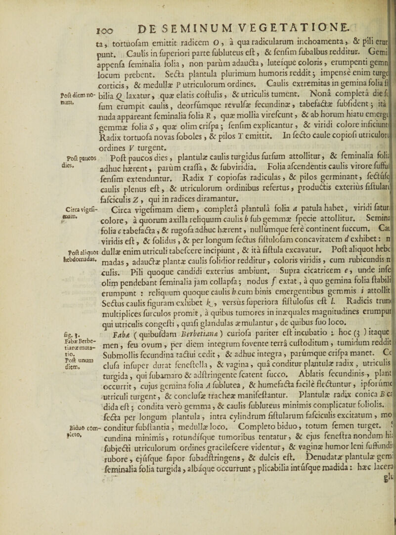 IOO dies. emam. r ta» tortuofam emittit radicem O, a qua radicularum inchoamenta., & pili erur punt. Caulis in fuperiori parte fubluteus eft, & fenfim fubalbus redditur. Gemi appenfa feminalia folia , non parum adauda, luteique coloris, erumpenti gemn locum prebent. Seda plantula plurimum humoris reddit 3 impense enim turge corticis, & medulla: P utriculorum ordines. Caulis extremitas in gemina folia fl Poft diem no- biliaj^ laxatur, quse elatis coftulis, & utriculis tument. Nona completa die fi num‘ fum erumpit caulis, deorfumque revulfa? fecundina?, tabefada? fubfident } ita nuda appareant feminalia folia R , qua? mollia virefeunt, & ab horum hiatu emergi gemmee folia S , qua? olim crifpa ; fenfim explicantur, & viridi colore inficiunt Radix tortuofa novas foboles, & pilos T emittit. In fedo caule copiofi utriculori ordines V turgent. _ _ I poft paucos Poft paucos dies, plantula: caulis turgidus furfum attollitur, & feminalia folii adhuc ha?rent, parum crafifa, & fubviridia. Folia afeendentis caulis virore fufful fenfim extenduntur. Radix T copiofas radiculas, & pilos germinant, fedufcj caulis plenus eft, & utriculorum ordinibus refertus, produdis exterius fiflulari fafciculis Z , qui in radices diramantur. Circavigefi- Circa vigefimam diem, completa plantula folia a patula habet, viridi fatur; colore, a quorum axilla reliquum caulis b fub gemma? fpecie attollitur. Semina folia c tabefada, & rugofa adhuc ha?rent, nullumque fere continent fuccum. CaU viridis eft, & folidus, & per longum fedus fiftulofam concavitatem d exhibet: n poft aliquot dulla? enim utriculi tabefeere incipiunt, & ita fiftula excavatur. Poft aliquot hebej kbdomadas. ma(jas} acjau(q-a> planta caulis folidior redditur, coloris viridis, cum rubicundis n culis. Pili quoque candidi exterius ambiunt. Supra cicatricem e, unde infe olim pendebant feminalia jam collapfa •, nodus / extat, a quo gemina folia ftabili erumpunt : reliquum quoque caulis h cum binis emergentibus gemmis i attollit Sedus caulis figuram exhibet versus fuperiora fiftulofus eft L Radicis truni multiplices furculos promit, a quibus tumores in ina?quales magnitudines erumpur qui utriculis congefti, quafi glandulas a?mulantur, de quibus fuo loco. Faba ( quibufdam Berbettana) curiofa pariter eft incubatio i hoc (3 ) itaque men , feu ovum , per diem integrum fovente terra cuftoditum, tumidum reddit Submollis fecundina radui cedit, & adhuc integra , parumque crifpa manet. Cc clufa infuper durat feneftella, & vagina, qua conditur plantula? radix , utriculis 1 turgida, qui fubamaro & adftringente fcatent fucco. Ablatis fecundinis, piant I occurrit, cujus gemina folia A fublutea, & humefada facile fleduntur, ipforumc 1 utriculi turgent, & conclufa? trachea? manifeftantur. Plantula? radix conica B ci 1 dida eft; condita vero gemma, & caulis fubluteus minimis complicatur foliolis, feda per longum plantula, intra cylindrum fiftularum fafciculis excitatum , mo Eidu6 com- conditur fubllantia , medulla? loco. Completo biduo, totum femen turget. 1 cundina minimis, rotundffque tumoribus tentatur, & ejus feneftranondum hi; fubjedi utriculorum ordines gracilefcere videntur, & vagina? humor leni fuftundii rubore, ejufque fapor fubadftringens, & dulcis eft. Denudata? plantula? gemi feminalia folia turgida > albaque occurrunt, plicabilia intufque madida: ha?c lacera % *• , Paba: Betbe- tiars muta¬ tio. Poft unum diem» ficto.