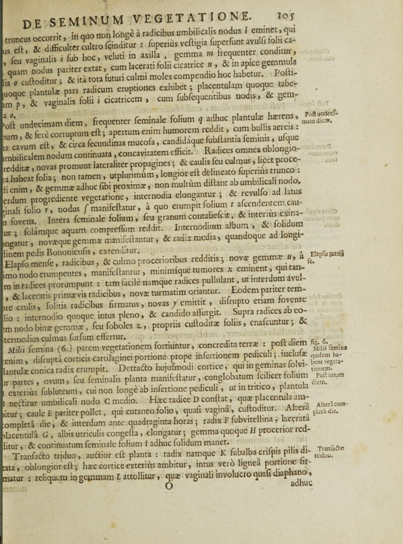 V. .1 DE SEMINUM VEGETATIONE. Io* . ,*« n,m nnn Ibmze a radicibus umbilicalis nodus l eminet, qui nT : <uperius veli,g,a fuperfunt avdfi folii * us efti oc a i j„ avilla gemma m frequenter conditur, > feu Vag'”u ‘SpaHterexta’t, cum lacerati folii acatrice « , & in apice gemmula ,'qUam rditm &itimtafuturi culmi moles compendio hoc labetur. Pofti- ° Cuft,°«r pfrsttdkum eruptiones exhibet ■ placentulam quoque tabe- . l& vaginalis folii > cicatricem , cum fubfequentibus nodis, & gem- 'oft undecimam diem, frequenter feminale folium , adhuc plantul*b*™' »£? o. cprx rorruDtuni eft; apertum enim humorem reddit, cum bullis aere.s. ’U”’ m ell, & circa fecundum mucofa, candiddquefubilantiafeminis, ufque i;Smt dum continuata, concavitatem efficit. Rata omnes gongro- , reddita: novas promunt lateraliter propagines; & caulis (eu culmus, lice p . ■a habeat folia; non tamen, utplurimiim, longior ell delineato fupmus un - i; enim, & gemmx adhuc fibi proxima:, non multum diflant ab umbilicali nod . erdum prolediente vegetatione, internodia elongantur & revulfo ad latus ffifET nodus / manifeftatur, a quo erumpit folium r ^ndentemc^- i fovens. Intera feminale folium, feu granum contabefcit & imc™“ ur • folamque aquam comprefliim reddit. Internodium album , o i ingatur, no^srqulgemmte manifeftantur, & radix media, quandoque ad longr- “procerioribus redditis} nova: gemma: «,*f» imo nodo erumpentes, manifellantur, mmimlque tumoies x eminent, qu m in radices prorumpunt : tam facile namque radices pullulant, ut inter um aro - , & laceratis primaivis radicibus, novx turmatim oriantur. Eodem pariter um ire cadis, folitis radicibus firmatus, novas j emittit, difrupto etiam fovente lio • internodio quoque intus pleno, & candido aflurgit. Supra radices a eo . •m nodo binx gemmx, feu foboles x., propriis cullod.tx folus, enafeuntur; termeciius culmus furlum cftcrtur* n. i* c & Milii femina (6.) parem vegetationem fortiuntur, concredita terra? : poftdiem •enim , difrupta corticis cartilaginei portione prope infertionem peaiculi; mclafe juakm ha- lantuk conica radix erumpit. Detrado hujufmodi cortice, qui m geminas folvi tjoncItl. 'r partes, 'ovumfeu feminalis planta manifeftatur, conglobatum fcilicet folium ntamm exterius fubluteum, cui non longe ab infetoone pediculi, ut in tritico, plantub 1 nedlitur umoilicali nodo C medio. Hxc radice D conflat, qux f a“ntu^ ““I Atea««- ,itur; caule E pariter pollet, qui cutaneo folio, quali vagina, cuitoditui. AKera gUtid:e, ompleta die, & interdum ante quadraginta horas; radix F fubvitelhna, lacerata dacentula G, albis utriculis congefta, elongatur; gemma quoque H procerior recl- litur, & continuatum feminale folium I adhuc folidum manet.■ ■ T f Tranfado triduo, audior eft planta : radix namque K fubalba cnfpis pilis di- tridac> ' rata, oblongior eft; ha?c cortice exterius ambitur, intus vero lignea portione Fir¬ matur : reliquum in gemmam L attollitur, qua? vaginali involucro quafi diaphano,