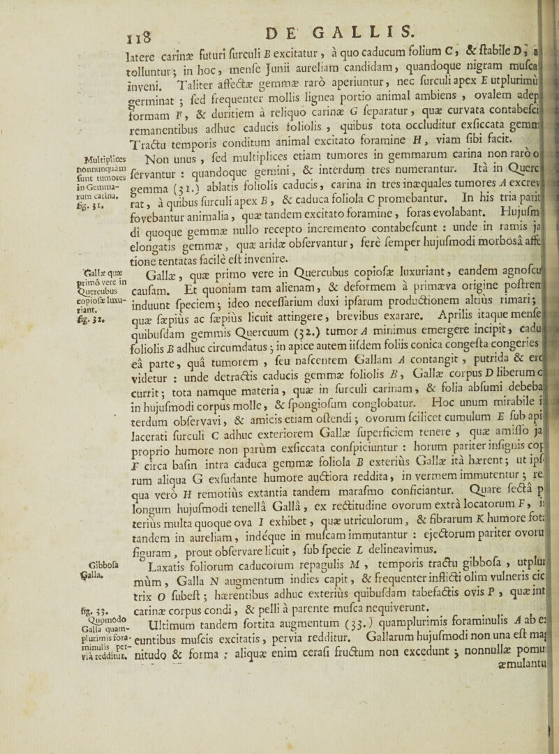 51s DE GALLIS. latere carina: futuri furculi £ excitatur, a quo caducum folium C, & flabile D, a tolluntur*, in hoc, menfe Junii aureliam candidam, quandoque nigram mufca r_Taliter afleda? gemma? raro aperiuntur, nec furculi apex E utplunmii 11* 1* . - . ^ — I /• tfO I o m lnVCni# jl alieV^i. c-j~—- jl - x * germinat ; fed frequenter mollis lignea portio animal ambiens , ovalem adep formam F, & duritiem a reliquo carinas G feparatur, quas curvata contabefci remanentibus adhuc caducis foliolis , quibus tota occluditur exficcata geram Tra&u temporis conditum animal excitato foramine H, viam fibi facit. Multiplices Non unus , fed multiplices etiam tumores in gemmarum carina non raro o funTSorS fervantur : quandoque gemini, & interdum tres numerantur. Ita m Querc --.— gemma (31.) ablatis foliolis caducis, carina in tres ina?quales tumores A excrevi rat, a quibus furculi apex B , & caduca foliola C promebantur. In his tria pariti fovebantur animalia, qua? tandem excitato foramine, foras evolabant. Hujufm di quoque gemma? nullo recepto incremento contabefcunt : unde in ramis ja elongatis gemma?, quae aridas obfervantur, fere femper hujufmodi morbosa afft tione tentatas facile eft invenire. Gautequx Gallce, qum primo vere in Quercubus copiofe luxuriant, eandem agnofeu': l^rcuVbCuesin caufam. Et quoniam tam alienam, & deformem a primasva origine poftren copiofsluxu- incjuunt fpeciem; ideo neceffarium duxi ipfarum productionem altius rimari; quae faspius ac fa?pius licuit attingere, brevibus exarare. Aprilis itaque menfe quibufdam gemmis Quercuum (32.) tumori minimus emergere incipit, cadu< foliolis B adhuc circumdatus; in apice autem iifdem foliis conica congefta congeries ea parte, qua tumorem , feu nafcentem Gallam A contangit , putrida & ere videtur : unde detradis caducis gemmae foliolis B, Galla: corpus D liberum c currit; tota namque materia, quae in furculi carinam, & folia abfumi debeba in hujufmodi corpus molle, & fpongiofum conglobatur. ^ Hoc unum mirabile 1, terdum obfervavi, & amicis etiam offendi; ovorum fcilicet cumulum E fubapif lacerati furculi C adhuc exteriorem Galla? fuperficiem tenere , quae amiflo ja proprio humore non parum exficcata confpiciuntur : horum pariter infigms cop F circa bafin intra caduca gemmae foliola B exterius Gallae ita luerent; ut ipfl rum aliqua G exfudante humore audiora reddita, in vermem immutentur ^re, qua vero H remotius extantia tandem marafmo conficiantur.^ Quare feda p longum hujufmodi tenella Galla, ex reditudine ovorum extra locatorum F, 11 terius multa quoque ova I exhibet, quae utriculorum, & fibrarum K humore fota tandem in aureliam, inde'que in mufeam immutantur : ej edorum pariter ovoru figuram, prout obfervare licuit, fub fpecie L delineavimus. ^ Laxatis foliorum caducorum repagulis M , temporis tradu gibbofa , utplui mum, Galla N augmentum indies capit, & frequenter inflidi olim vulneris cic trix O fubeft ; haerentibus adhuc exterius quibufdam tabefadis ovis P , quaeint s.*j. carinae corpus condi ,& pelli a parente mufca nequiverunt. _ . cSfquam- Ultimum tandem fortita augmentum (33.) quamplurimis foraminulis AI abei plurimis fora- euntibus mufeis excitatis, pervia redditur. Gallarum hujufmodi non una elt maj STdditSr nitudo & forma ; aliquae enim cerafi frudum non excedunt 3 nonnulla? pomui - -  a?mulantu in Gemma xum carina fig. M* 'Gallas quas riant. Gibbofa §alia* fis 1 - 4