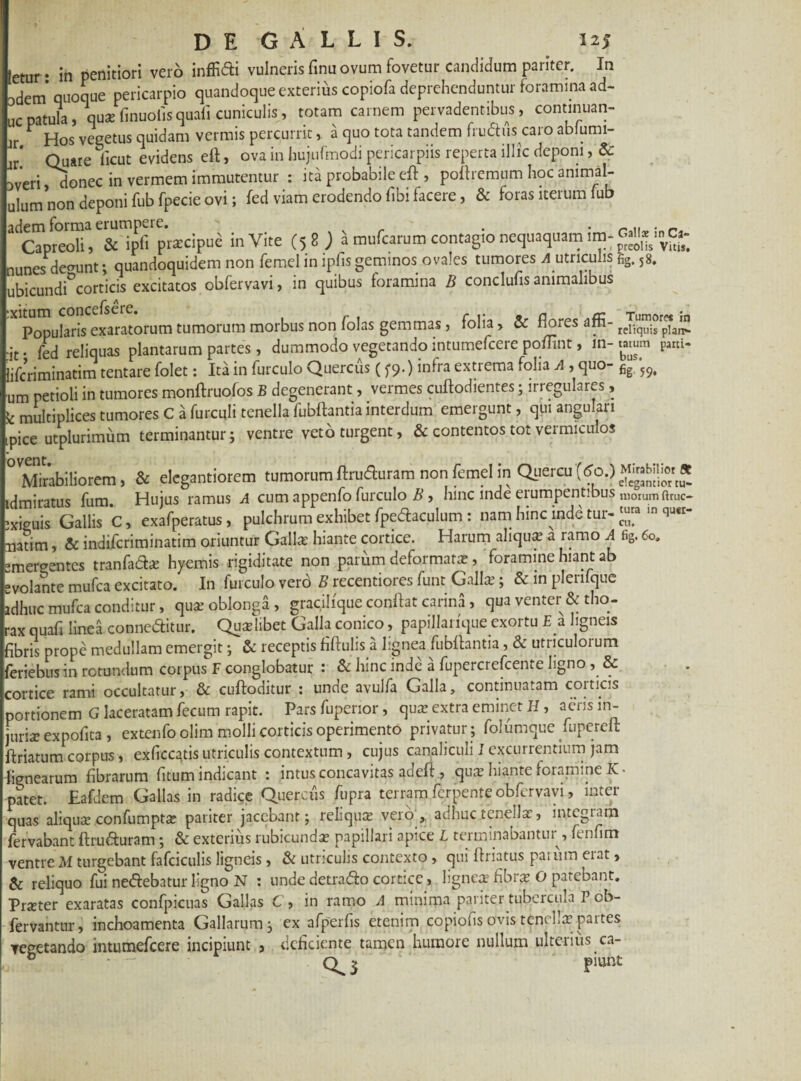 'etur • in penitiori vero inflidi vulneris finu ovum fovetur candidum pariter. In .dem’ quoque pericarpio quandoque exterius copiofa deprehenduntur foramina ad- ,cpatula, quae finuolisquali cuniculis, totam carnem pervadentibus, continuan- Jr ^ Hos vegetus quidam vermis percurrit, a quo tota tandem frudiis caro ablumi- ' Quare licut evidens eft, ova in hujufmodi pericarpiis reperta illic deponi, & Dveri, donec in vermem immutentur : ita probabile cfb, pofhemum hoc animal- ulum non deponi fub fpecie ovi; fed viam erodendo Ubi facere, & foras iterum lub Capreoli, & ipfi przcipue inVite (5 8 mufearum contagro nequaquam irn^^ca- nunes dedunt; quandoquidem non femel in ipfis geminos ovales tumores A utriculis fig. 5g. ubicundi°corticis excitatos obfervavi, in quibus foramina B conclufis animalibus .. ncefsere Popularis exaratorum tumorum morbus non folas gemmas , folia, & flores affi- pit- fed reliquas plantarum partes, dummodo vegetando intumefeere poffint, m- tarum parti- lifcriminatim tentare folet: Ita in furculo Quereris (5*9.) infra extrema folia A , quo- fig ;9< um petioli in tumores monftruofos B degenerant, vermes cuflodientes; irregulares, k multiplices tumores C a furculi tenella fubftantia interdum emergunt, qui angulari pice utplurimum terminantur; ventre veto turgent, & contentos tot vermiculos ° Mirabiliorem, & elegantiorem tumorum ftruduram non femel in Quercu tdmiratus fum. Hujus ramus A cum appenfo furculo B , hinc inde erumpentibus morumftruc- ixieuis Gallis C, exafperatus, pulchrum exhibet fpedaculum : nam hinc inde tur-ln natim, & indiferiminatim oriuntur Gallae hiante cortice. Harum aliquae a ramo A fig. Cot 'mergentes tranfada; hyemis rigiditate non pariim deformare , foramine hiant ab •volante mufea excitato. In furculo verb B recentiores funt Gallae; & in plenfque tdhuc mufea conditur, quse oblonga, grac.ihque conflat carina , qua venter & tho- •ax quafi linea conneditur. Qualibet Galla conico, papillaiique exortu E a ligneis Sbris prope medullam emergit; & receptis fiftulis a lignea fubftantia, & utriculorum Teriebus in rotundum corpus F conglobatur : & hinc inde a fupercrefcente ligno , & zortice rami occultatur, & cuftoditur : unde avulfa Galla, continuatam corticis portionem G laceratam fecum rapit. Pars fupenor, quae extra eminet H , aeris in¬ juria; expofita , extenfo olim molli corticis operimento privatur; folumque fupereft (friatum corpus, exficcatis utriculis contextum, cujus canaliculi I excurrentium jam lignearum fibrarum fitum indicant : intus concavitas au eft., quae hiante foramine K* patet. Eafdem Gallas in radice Quercus fupra terram ferpente obfervavi, inter quas aliqua; confumptae pariter jacebant; reliquae vero,, adhuc .tenellae, integi am fervabant ftruduram; & exterius rubicunda; papillari apice L terminabantur , fenfim ventre M turgebant fafciculis ligneis, & utriculis contexto , qui ftriatus paiiun eiat, & reliquo fui nedebatur ligno N : unde detrado cortice, lignea; fibra? O patebant. Praeter exaratas confpicuas Gallas C , in ramo A minima pariter tubercula Pob- fervantur, inchoamenta Gallarum; ex afperfis etenim copiofis ovis tenellx partes vegetando intumefeere incipiunt , deficiente tamen humore nullum ulterius ca- ° * - 0^5 piunt