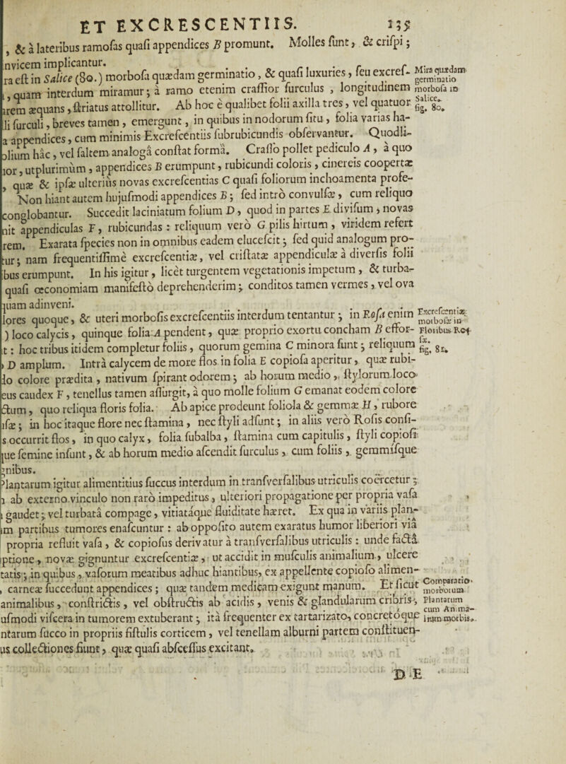 ET EXCRESCENTI!S. 155 , & a lateribus ramofas quafi appendices B promunt. Molles lunt 3 & crifpi; raeftbZl^cSo^morboC,quawhtngerminatio, &quafiluxuries, fetiexcref- quam interdum miramur; a ramo etenim craflior furculus , longitudinem mmbofa m irem a-quans ,.ftriatus attollitur. Ab hoc e qualibet folii axilla tres, vel quatuor ili furculi, breves tamen, emergunt, in quibus in nodorum fitu , folia varias ha- a appendices, cum minimis Excrefcentiis fubrubicundis obfervantur. QuodU- diumhac, vel falteroanaloga conflat forma. Craflo pollet pediculo A , a quo lor, utplurimum , appendices B erumpunt, rubicundi coloris , cinereis cooperta qu<e & ipfe ulterius novas excrefcentias C quafi foliorum inchoamenta profe- Non hiant autem hujufmodi appendices B; fed intro convulfa’, cum reliquo conglobantur. Succedit laciniatum folium D, quod in partes E. divifum * novas nit appendiculas F, rubicundas : reliquum vero G pilis hirtum , viridem refert rem. Exarata fpecies non in omnibus eadem elucefcit; fed quia analogum pro> ;ur -nam frequentiffime excrefcentix, vel criftat* appendiculae a diverfis folii bus erumpunt. In his igitur, licet turgentem vegetationis impetum, & turba- quafi oeconomiam manifefto deprehenderim ^ conditos tamen vermes, vel ova inam adinveni. . ^ _ r . lores quoque, & uteri morbofisexcrefcentiis interdum tentantur • m Roft enim ) loco calycis, quinque foliae pendent, qua? proprio exortu concham B citor- FWmbwRo* t: hoc tribus itidem completur foliis, quorum gemina C minora funt ; reliquum ^ g£% D amplum. Intra calycem de more flos in folia E copiofa aperitur, qua; rubi- lo colore prsedita , nativum fpirant odorem; ab horum medio,. ftylorum loco ;us caudex F , tenellus tamen aflurgit, a quo molle folium G emanat eodem colore Sum, quo reliqua floris folia. Ab apice prodeunt foliola & geram* H, rubore 1 fx; in hoc itaque flore nec flamina , nec ftyli adfunt; in aliis vero Rofis confi- s occurrit flos, in quo calyx, folia fubalba, flamina cum capitulis, ftyli copiofl ue femine infunt, & ab horum medio afeendit furculus,, cum foliis gemmifque ;nibus. > ..... 'lantarum igitur alimentitius fuccus interdum in tranfverfalibus utricuns coeicetur 5 1 ab externo.vinculo non raro impeditus, ulteriori propagatione per propria vafa gaudet;, vel turbata compage, vitiataque fluiditate ha?ret. Ex qua in vaiiis plan- m partibus tumores enafeuntur : aboppofito autem exaratus humor liberiori via propria refluit vafa , & copiofus derivatur a tranfverfalibus utriculis: unde faefla ptione, nova; gignuntur excrefcentia;, ut accidit in mufculis animalium , incere atis; in quibus , valorum meatibus adhuc hiantibus, ex appellente copiofb aiirnen~ carnea fuccedunt appendices; qua; tandem medicam exigunt manum. E^ficut ^^I1)]a inimalibus, conftriiflis , vel obftrirfhs ab acidis, venis & glandularum criorisj, phmarum ifmodi vifcera in tumorem extuberant; ita lrequenter ex tartanzato, concretoque morbi$» itarum fucco in propriis fiftulis corticem, vel tenellam alburni partem conflituen- is colle&iones fiunt, qu* quafi abfceffus excitant. , ,r;, r ‘ udit be ■ .1