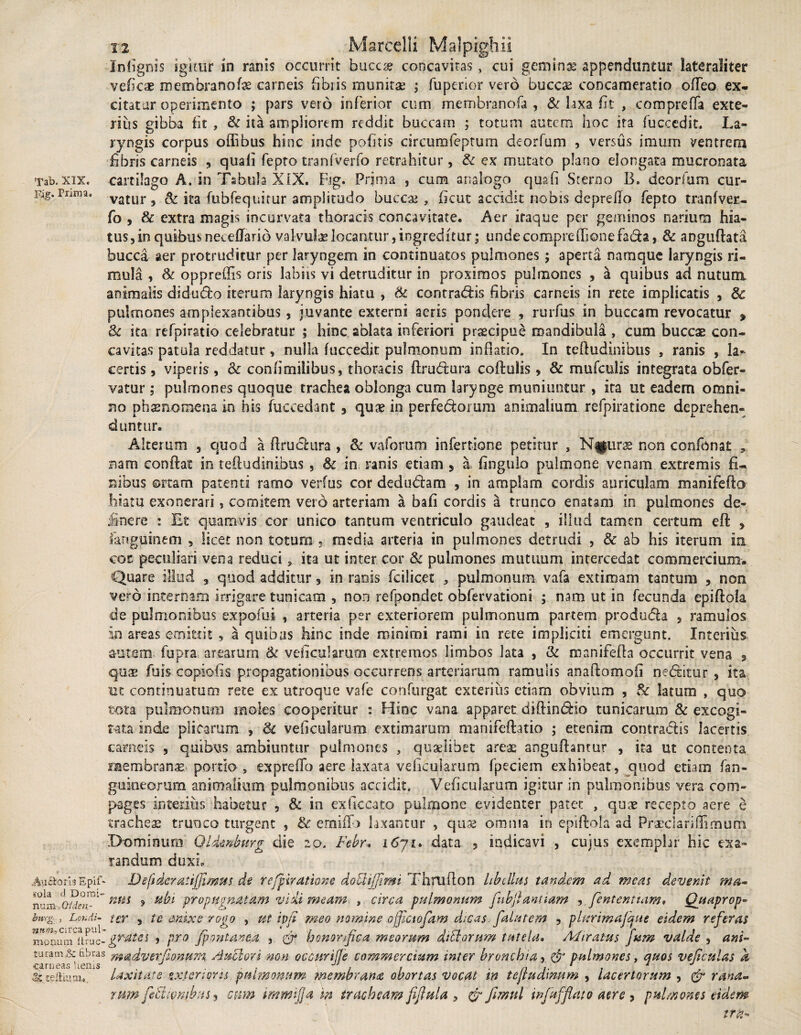 Infignis igitur in ranis occurrit bucca? concavitas, cui gemiti* appenduntur lateraliter vefkae membranofie carneis fibris munitae ; fuperior vero buccae concameratio ofTeo ex¬ citator operimento ; pars vero inferior cum membra nola , & laxa fit , compreffa exte¬ rius gibba fit , & ita ampliorem reddit buccam ; totum autem hoc ita fuccedit. La¬ ryngis corpus offibus hinc inde politis circumfeptum deorfum , versus imum ventrem fibris carneis , quali fepto tranfverfo retrahitur, & ex mutato plano elongata mucronata Tab. xix. cartilago A. in Tabula XIX. Fig. Prima , cum analogo quali Sterno 13. deorfum cur- Fig. Prima. Vatur, & ita fubfequitur amplitudo bucca? , ficut accidit nobis deprello fepto tranfvec- fo , & extra magis incurvata thoracis concavitate. Aer iraque per geminos narium hia¬ tus, in quibus neceUarib valvulae locantur, ingreditur; unde compre Ilione fa&a, & angufiata bucca aer protruditur per laryngem in continuatos pulmones ; aperta namque laryngis ri¬ mula , & oppreffis oris labiis vi detruditur in proximos pulmones , a quibus ad nutum animalis d-idudfco iterum laryngis hiatu , & contradis fibris carneis in rete implicatis , 8c pulmones amplexantibus, juvante externi aeris pondere , rurfus in buccam revocatur , & ita refpiratio celebratur ; hinc ablata inferiori praecipue mandibula , cum buccae con¬ cavitas patula reddatur, nulla fuccedit pulmonum inflatio. In teRudinibus , ranis , la¬ certis , viperis, & confimilibus, thoracis flrudura coRulis, & mufculis integrata obfer- vatur; pulmones quoque trachea oblonga cum larynge muniuntur , ita ut eadem omni¬ no phaenomena in his (occedant , quae in perfedorum animalium refpiratione deprehen¬ duntur. Alterum , quod a Rruchira , & vaforum infertione petitur , Nifurae non confbnat rsarn condat in teRudinibus , Sc in ranis etiam , & fingulo pulmone venam extremis fi¬ nibus ortam patenti ramo verfus cor dedu&am , in amplam cordis auriculam manifefto hiatu exonerari, comitem vero arteriam a bafi cordis a trunco enatam in pulmones de¬ linere : Et quamvis cor unico tantum ventriculo gaudeat 3 illud tamen certum eft , fanguinem , licet non totum , media arteria in pulmones detrudi , & ab his iterum ia cor peculiari vena reduci». ita ut inter cor & pulmones mutuum intercedat commercium. Quare illud , quod additur, in ranis fcilicet , pulmonum, vafa extimam tantum , non vero internam irrigare tunicam , non refpondet obfervationi ; nam ut in fecunda epiRoIa de pulmonibus expofui , arteria per exteriorem pulmonum partem pr.odu&a , ramulos in areas emittit , a quibas hinc inde minimi rami in rete impliciti emergunt. Interius autem fupra arearum & veficularum extremos limbos lata , & manifeRa occurrit vena , qnx fuis copiolis propagationibus occurrens arteriarum ramulis anaftomofi nedtitur , ita m continuatum rete ex utroque vafe confurgat exterius etiam obvium , & latum , quo tota pulmonum moles cooperitur : Hinc vana apparet diRin&io tunicarum & excogi¬ tata inde plicarum , 8c veficularum extimarum manifeftatio ; etenim contradis lacertis carneis , quibus ambiuntur pulmones , quaelibet areae anguRantur , ita ut contenta membranae portio , expreffo aere laxata veficularum fpeciem exhibeat, quod etiam fan- gumeorum animalium pulmonibus accidit. Veficularum igitur in pulmonibus vera com¬ pages interius habetur , & in exficcato pulmone evidenter patet , quae recepto aere e tracheae trunco turgent , & emiflo laxantur , quae omnia in epiftola ad Praeciariffimum Dominum QUenburg die 20. Febu 16ji. data , indicavi , cujus exemplar hic exa¬ randum duxi, AjiStorisEpif- Defsderattjjlmus de refpiratione dottiffimi ThniRon libellus tandem ad meas devenit ma» iviau GMet™' nm 9 ubi propugnatam vidi meam. , circa pulmonum fnbftantiam , fententtam. Quaprop- bnrg , Laudi- ter , te anixe rogo , ut ivfi meo nomine ojfictofam dicas. falutem , piurimajbfue eidem referas modum iUuc-) p Jpontanea , fr honorifica meorum ditiorum tutela* Miratus )um valde , ani- turamjSc dbras madvevfonum. Auchori non occurifle commercium inter bronchia, & pulmones, quos vefculas a carneas herus , , , , JJ , , . n • . 1 J celtia au laxitate exterioris pulmonum membrana obortas vocat m tejtuarnum , lacertorum , & rana» rum feBwmbus, cum mwifja in tracheam ffiula , & fmnl injafflato aere , pulmones eidem