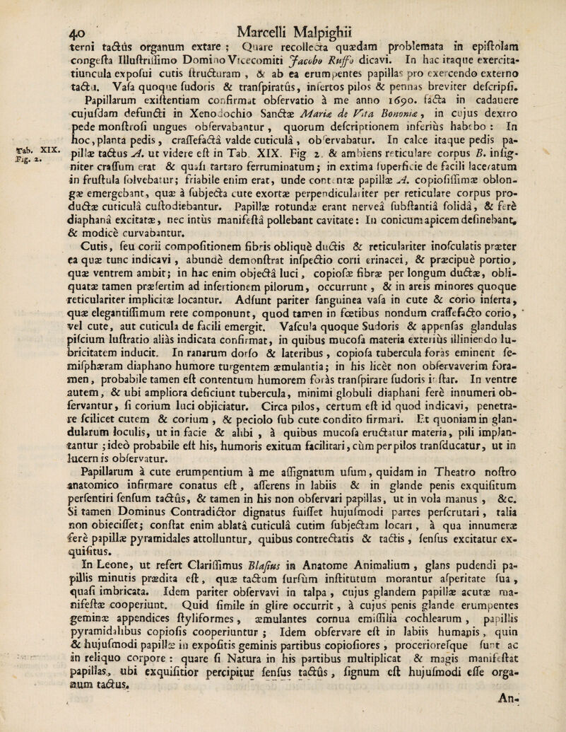 terni ta&us organum extare ; Quare recollecta quaedam problemata in epiftolam congefta liluftriifimo Domino Vicecomiti Jacobo Rnffo dicavi. In hac itaque exerriu- tiuncula expofui cutis ftru&uram , & ab ea erumpentes papillas pro exercendo externo ta<5fcj. Vafa quoque fudoris & tranfpiratus, infertos pilos & pennas breviter defcripfi. Papillarum exiftentiam confirmat obfervatio a me anno 1690. fa<fla in cadauere cujufdam defundfi in Xenodochio Sandhe MarU de Vita Bononia, in cujus dextro pede monftrofi ungues obfervabantur , quorum deferiptionem inferiiis habebo: In hoc, planta pedis, craffefatfta valde cuticula, obervabatur. In calce itaque pedis pa- piU^e tadus A. ut videre eft in Tab XIX. Fig z & ambiens reticulare corpus B. infig- niter craffum erat & quafi tartaro ferruminatum; in extima fuperficie de facili laceratum in fruftula folvebatur; friabile enim erat, unde cont ntae papillae A. copiofiifimae oblon¬ gae emergebant, quae a fubjedh cute exortae perpendiculaiiter per reticulare corpus pro- dudae cuticula cuftodiebantur. Papillae rotundae erant nervea fubftantia folida, & fere diaphana excitatae, nec in t iis manifefta pollebant cavitate: In conicum apicem delinebant, & modice curvabantur. Cutis, feu corii compolitionem fibris oblique dtt&is & reticulariter inofculatis praeter ea quae turre indicavi, abunde demonftrat infpe&io coni erinacei, & praecipue portio, quae ventrem ambit; in hac enim obje&a luci, copiofae fibrae per longum dudae, obli¬ quatae tamen praefertim ad infertionem pilorum, occurrunt, & in areis minores quoque reticulariter implicitae locantur. Adfunt pariter fanguinea vafa in cute & corio inlerta, quae elegantillimum rete componunt, quod tamen in fcetibus nondum craffefs&o corio, * vel cute, aut cuticula de facili emergit. Vafcu^a quoque Sudoris & appenfas glandulas pifeium luftratio alias indicata confirmat, in quibus mucofa materia exterius illiniendo lu¬ brici tat em inducit. In ranarum dorfo & lateribus , copiofa tubercula foras eminent fe- mifphaeram diaphano humore turgentem aemulantia; in his licet non obfenvaverim fora¬ men, probabile tamen eft contentum humorem foris tranfpirare fudoris i' ftar. In ventre autem, & ubi ampliora deficiunt tubercula, minimi globuli diaphani fere innumeri ob- fervantur, fi corium luci objiciatur. Circa pilos, certum eft id quod indicavi, penetra¬ re fcilicet cutem & corium , & peciolo fub cute condito firmari. Et quoniam in glan¬ dularum loculis, ut in facie & alibi, a quibus mucofa erudatur materia, pili impiati- tantur ;ideo probabile eft his, humoris exitum ficilitari, cum per pilos tranfducatur, ut in lucern is obfervatur. Papillarum a cute erumpentium i me affignatum ufum, quidam in Theatro noftro anatomico infirmare conatus eft, afferens in labiis & in glande penis exquifitum perfentiri fenfum tadus, & tamen in his non obfervari papillas, ut in vola manus , &c. Si tamen Dominus Contradidor dignatus fuiflet hujufmodi partes perferutari, talia non obiecilfet; conftat enim ablata cuticula cutim fubje<5hm locari, a qua innumerae fere papilhe pyramidales attolluntur, quibus contre<5htis & ta&is, fenfus excitatur ex- quifitus. In Leone, ut refert Clariffimus Blafius in Anatome Animalium , glans pudendi pa¬ pillis minutis praedita eft, quae ta&um furfum inftitutum morantur afperitate fua , quafi imbricata. Idem pariter obfervavi in talpa , cujus glandem papillae acutae raa- rnfeftae cooperiunt. Quid fimile in glire occurrit, a cujus penis glande erumpentes geminae appendices ftyliformes, aemulantes cornua emiflilia cochlearum , papillis pyramidalibus copiofis cooperiuntur ; Idem obfervare eft in labiis humapis, quin & hujufmodi papillae in expofitis geminis partibus copiofiores, proceriorefque funt ac in reliquo corpore : quare fi Natura in his partibus multiplicat & magis maniftftat papillas, ubi exquifitior percipitur fenfus tadus, fignum eft hujufmodi effe orga- aum tactus. An-