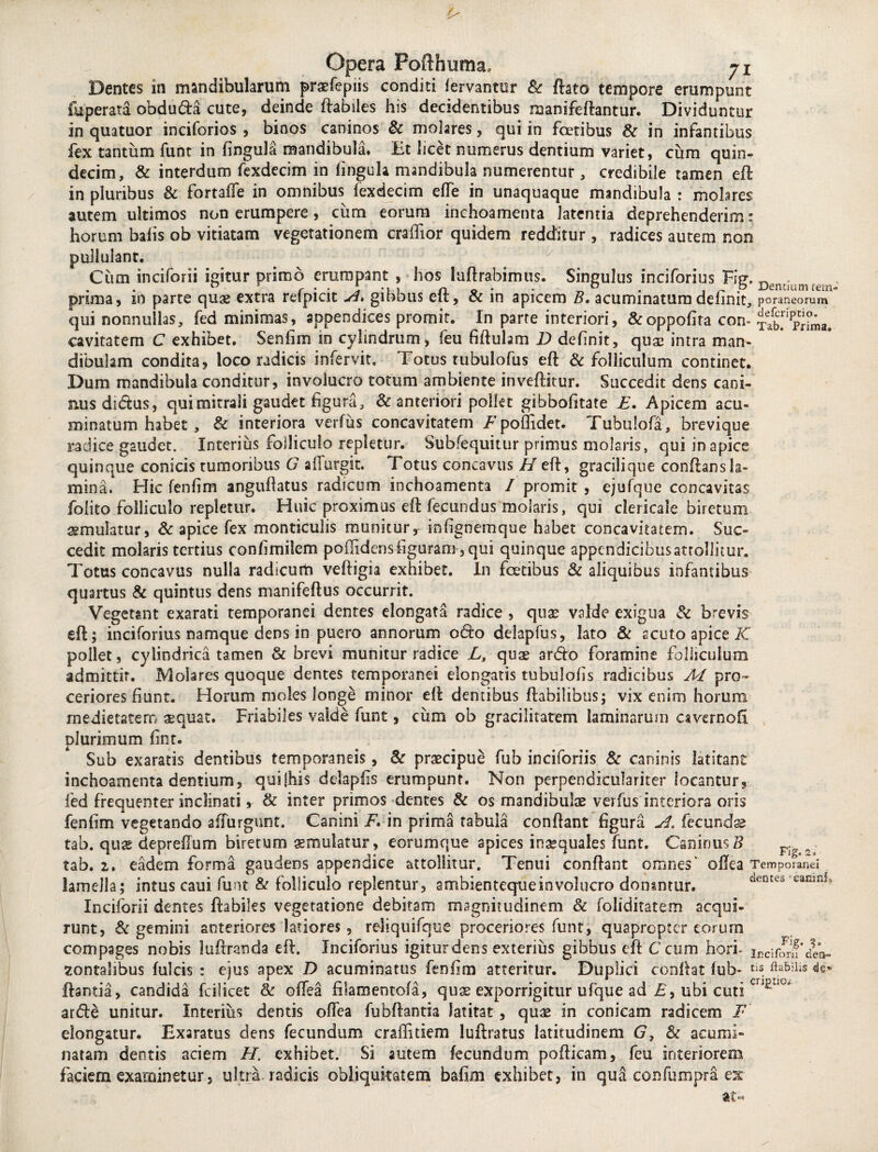 Dentes in mandibularum praefepiis conditi fervantur & flato tempore erumpunt fuperata obduda cute, deinde flabiles his decidentibus manifeftantur. Dividuntur in quatuor inciforios , binos caninos & molares, qui in foetibus & in infantibus fex tantum funt in fingula mandibula. Et licet numerus dentium variet, cum quin¬ decim, & interdum fexdecim in fingula mandibula numerentur , credibile tamen effc in pluribus & fortaffe in omnibus fexdecim efTe in unaquaque mandibula : molires autem ultimos non erumpere, cum eorum inchoamenta latentia deprehenderim: horum bafis ob vitiatam vegetationem craftior quidem redditur, radices autem non pullulant. Cum inciforii igitur primo erumpant , hos luftrabimus. Singulus inciforius FiV. ~ . prima, 10 parte quae extra refpicit ui. gibbus elt, St in apicem B. acuminatura delinit 3 poraneorum qui nonnullas, fed minimas, appendices promit. In parte interiori, &oppofita con-'xak^rima. cavitatem C exhibet. Senfim in cylindrum, feu fiftulam D definit, quas intra man¬ dibulam condita, loco radicis infervit. Totus tubulofus eft & folliculum continet. Dum mandibula conditur, involucro totum ambiente inveflkur. Succedit dens cani-' misdidus, qui mitrali gaudet figura, & anteriori pollet gibbofitate £. Apicem acu¬ minatum habet , & interiora verfus concavitatem Tpoffidet. Tubulofa, brevique radice gaudet. Interius folliculo repletur. Subfequitur primus molaris, qui in apice quinque conicis tumoribus G affurgit. Totus concavus //eft, gracili que conftans la¬ mina. Hic fenfim anguftatus radicum inchoamenta / promit , ejufque concavitas folito folliculo repletur. Huic proximus eft fecundus molaris, qui clericale biretum aemulatur, & apice fex monticulis munitur r in (ignem que habet concavitatem. Suc¬ cedit molaris tertius conlimilem poffidensfiguram , qui quinque appendicibusattollitur. Totus concavus nulla radicurh veftigia exhibet. In foetibus St aliquibus infantibus quartus & quintus dens manifeftus occurrit. Vegetant exarati temporanei dentes elongata radice , quas valde exigua St brevis eft; inciforius namque dens in puero annorum odo delapfus, lato St acuto apice K pollet, cylindrica tamen & brevi munitur radice L, quae ardo foramine folliculum admittit. Molares quoque dentes temporanei elongatis tubulofis radicibus AI pro¬ ceriores fiunt. Horum moles longe minor eft dentibus flabilibus; vix enim horum medietatem aequat. Friabiles valde funt, cum ob gracilitatem laminarum cavernofi plurimum fint. Sub exaratis dentibus temporaneis, St praecipue fub inciforiis St caninis latitant inchoamenta dentium, quijhis delapfis erumpunt. Non perpendiculariter locantur, fed frequenter inclinati, St inter primos dentes St os mandibulae verfus interiora oris fenfim vegetando aflurgunt. Canini F, in prima tabula conflant figura A, fecunda tab. quae depreflum biretum emolatur, eorumque spices inaequales funt. Caninus B Fig tab. i. eadem forma gaudens appendice attollitur. Tenui conflant omnes' oflea Temporanei lamella; intus cani funt St folliculo replentur, ambienteque involucro donantur. dentes camnl Inciforii dentes flabiles vegetatione debitam magnitudinem St foliditatem acqui¬ runt, St gemini anteriores latiores, reliquifque proceriores funt, quapropter eorum compages nobis luflranda eft. Inciforius igitur dens exterius gibbus eft Ceum hori- iDcifor^den- zontahbus fulcis : ejus apex D acuminatus fenfim atteritur. Duplici conflat fub- tiS. ftabiiiS «te* flantia, candida fcilicet St offea ftlamentofa, quae exporrigitur ufque ad £, ubi cuti arde unitur. Interius dentis offea fubftantia latitat , quae in conicam radicem F' elongatur. Exaratus dens fecundum craffitiem luftratus latitudinem G, & acumi¬ natam dentis aciem FI. exhibet. Si autem fecundum pofticam, feu interiorem faciem examinetur3 ultra radicis obliquitatem bafim exhibet, in qua confumpra ex at«