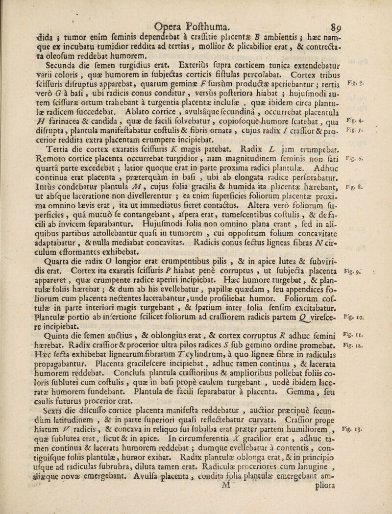 dida ; tumor enim feminis dependebat & craffitie placenta B ambientis 5 haec nam¬ que ex incubatu tumidior reddita ad tertias * mollior & plicabilior erat, & contrecta¬ ta oleofum reddebat humorem. Secunda die femen turgidius erat. Exterius fupra corticem tunica extendebatur varii coloris , quae humorem in fubjedas corticis fiftulas percolabat. Cortex tribus fcifluris difruptus apparebat, quarum geminae F fursiim produdae aperiebantur; tertia F!& ^ vero G I bafi , ubi radicis conus conditur , versus pofteriora hiabat ; hujufmodi au¬ tem fciflurae ortum trahebant a turgentia placentae inclufae , quae ibidem circa plantu- lae radicem fuccedebat. Ablato cortice , avulsaquefecundina , occurrebat placentula H farinacea & candida , quae de facili folvebatur , capiofoque humore fcatebat, qua F'g* 4' difrupta, plantula manifeftabatur coftulis & fibris ornata , cujus radix I craffior & pio» s* cerior reddita extra placentam erumpere incipiebat. Tertia die cortex exaratis fcifluris IC magis patebat. Radix L jsm erumpebat. Remoto cortice placenta occurrebat turgidior , nam magnitudinem feminis non fati Flg* ^ quarta parte excedebat ; latior quoque erat in parte proxima radici plantula. Adhuc continua erat placenta , praeterquam in bafi , ubi ab elongata radice perforabatur. Intus condebatur plantula M, cujus folia gracilia & humida ita placentae haerebant, Fig, 8. Ut abfque laceratione non divellerentur ; ea enim fuperficies foliorum placentae proxi¬ ma omnino laevis erat, ita ut immediatus fieret contactus. Altera vero foliorum fu- perfides, qua mutuo fe contangebant, afpera erat, tumefeentibus coftulis , Sc de fa¬ cili ab invicem feparabantur. Hujufmodi folia non omnino plana erant , feci in ali¬ quibus partibus attollebantur quafi in tumorem , cui oppofitum folium concavitate adaptabatur , & nulla mediabat concavitas. Radicis conus fedus ligneas fibras Ar cir«® culum efformantes exhibebat. Quarta die radix O longior erat erumpentibus pilis , & in apice lutea 8c fubviri- dis erat. Cortex ita exaratis fcifluris P hiabat pene corruptus , ut fubjeda placenta appareret, quae erumpente radice aperiri incipiebat. Haec humore turgebat, & plan- tulae foliis haerebat; & dum ab his evellebatur , papillae quaedam , feu appendices fo¬ liorum cum placenta nedentes lacerabantur,unde profiliebat humor. Foliorum cof- tulae in parte interiori magis turgebant , & fpatium inter folia fenfim excitabatur. Flantulae portio ab infertione fcilicet foliorum ad crafliorem radicis partem Cl^virefce- Fig. io* re incipiebat. Quinta die femen audius, 6c oblongius erat, & cortex corruptus R adhuc femini Fig*lu haerebat. Radix craffior & procerior ultra pilos radices S fub gemino ordine promebat. Fig. lZi, Haec feda exhibebat lignearum fibrarum Tcylindrum, a quo ligneae fibrae in radiculas propagabantur. Placenta gracilefcere incipiebat, adhuc tamen continua , & lacerata humorem reddebat. Conclufa plantula craffioribus & amplioribus pollebat foliis co¬ loris fublutei cum coftulis , quae in bafi prope caulem turgebant , unde ibidem lace¬ ratae humorem fundebant. Plantula de facili feparabatur a placenta. Gemma , feu caulis futurus procerior erat. Sexta die difcuffo cortice placenta manifefta reddebatur , audior praecipue fecun¬ dum latitudinem , <k in parte fuperiori quafi refledebatur curvata. Craffior prope hiatum V radicis, & concava in reliquo fui fubalba erat praeter partem humiliorem , n* quae fublutea erat* ficut& in apice. In circumferentia X gracilior erat , adhuc ta¬ men continua & lacerata humorem reddebat ; dumque evellebatur a contentis, con- tiguifque foliis plantulae, humor exibat. Radix plantulae oblonga erat, & in principio ufque ad radiculas fubrubra, diluta tamen erat. Radiculae proceriores cum lanugine , aliaeaue novae emergebant. Avulfa placenta , condita fplia plantula emergebant am- M pliora