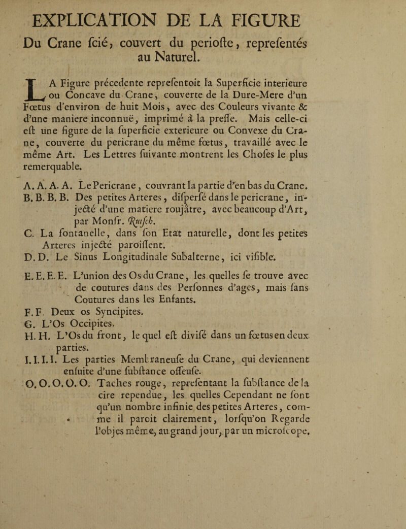 Du Crane fcie, couvert du periode, reprefentes au NatureL LA Figure precedente reprefentoit la Superficie interieure ou Concave du Crane, couvert e de la Dure-Mere d3un Foetus d’environ de huit Mois, avec des Couleurs vivante & d’une maniere inconnue, imprime a la prefte. Mais celle-ci eft une figure de la fuperficie exterieure ou Convexe du Gra¬ ne, couverte du pericrane du meme foetus, travaille avec le meme Art. Les Lettres fuivante montrent les Chofes le plus remerquable. A. A. A. A. LePericrane, couvrant la partie d*en bas du Crane. B. B. B. B. Des petites Arteres, difperfe dans le pericrane, in- jedte d’une matiere roujatre, avec beaucoup d’Art, par Monfr. !Ttyifch. C. La fontanelle, dans fon Etat naturelle, dont les petites Arteres injedte paroillent. D.D. Le Sinus Longitudinale Subalterne, ici vilible. E. E. E. E. L’union des Osdu Crane, les quelles fe trouve avec de coutures dans des Perfonnes d’ages, mais fans Coutures dans les Enfants. F.F. Deux os Syncipites. G. L’Os Occipites. H. H, L’Osdu front, lequel eft divife dans un foetus en deux parties. 1.1.1.1. Les parties Memtraneufe du Crane, qui deviennent enfuite d’une fubftance oifeufe. O. O.O. O.O. Taches rouge, reprefentant la fubftance dela cire rependue, les quelles Cependant ne font qu’un nombre infinie des petites Arteres, com- ♦ me il paroit clairement, lorfqu’on Regarde 1’objesmerne, augrand jouiypar un microkope.