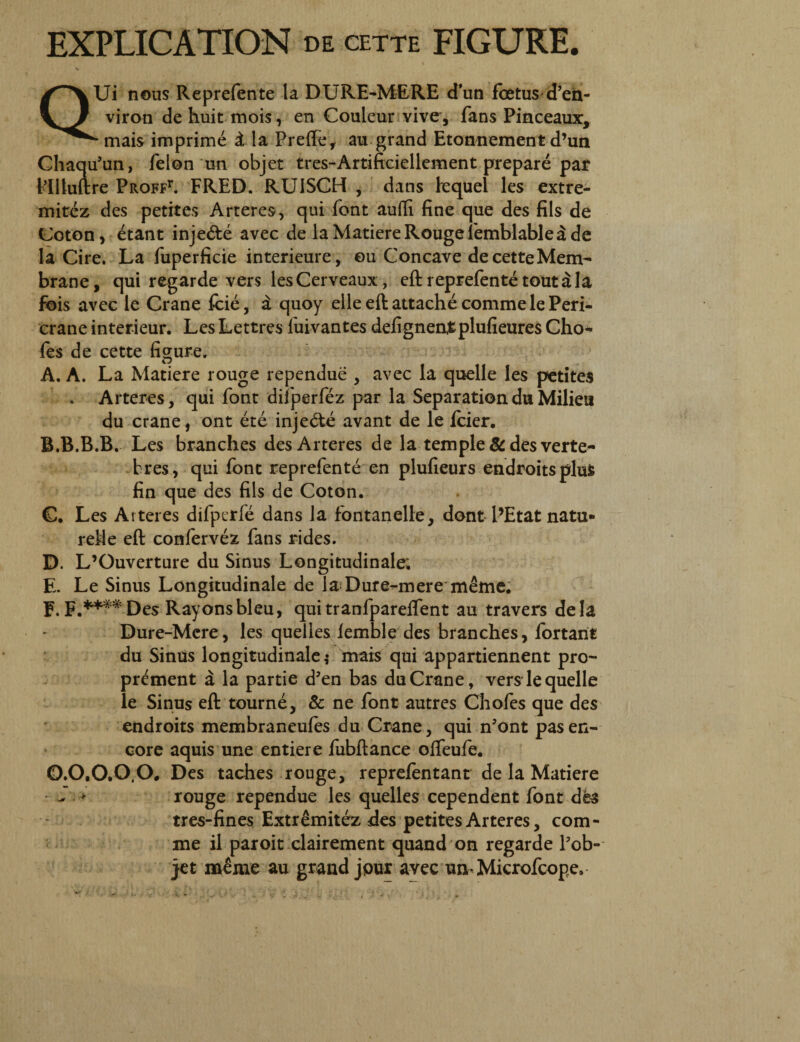 QUi nous Reprefente la DURE-MERE d*un fetus d’eii- viron de huit mois, en Couleur vive, fans Pinceaux, * mais imprime i la Preffe, au grand Etonnement d’un Chaqu’un, felon un objet tres-Artiftciellement prepare par Plltuftre Proff1*. FRED. RU1SCH , dans bequel les extre- mitez des petites Arteres, qui font aufii fine que des fils de Coton, etant inje&e avec de la Matiere Rouge femblabled de la Cire. La fuperficie interieure, eu Concave de cette Mem- brane, qui regarde vers lesCerveaux, eft reprefentetoutala fois avec le Crane fcie, a; quoy elle eft attache comme le Peri- crane interieur. Les Lettres fuivantes defigneatplufieures Cho- fes de cette fi gure. A. A. La Matiere rouge rependue , avec la quelle les petites . Arteres, qui font difperfez par la Separation du Milieu du crane, ont ete injedte avant de le Icier. B.B.B.B. Les branches desArteres de la temple & des verte- bres, qui font reprefente en plufieurs endroitspluS fin que des fils de Coton. C. Les Atteres difperfe dans la fontanelle, dont PEtat natu* reMe eft confervez fans rides. D. L’Ouverture du Sinus Longitudinale; E. Le Sinus Longitudinale de feDure-mere meme. F. E.**** Des Rayonsbleu, qui tranfparelfent au travers dela Dure-Mcre, les quelles lemble des branches, fortant du Sinus longitudinale ,• mais qui appartiennent pro- prement a la partie d5en bas du Crane, vers le quelle le Sinus eft tourne, & ne font autres Chofes que des endroits membraneufes du Crane, qui n?ont pasen- core aquis une entiere fubftance oifeufe. O.O.O.O,O. Des taches rouge, reprelentant de la Matiere f * rouge rependue les quelles cependent font d£s tres-fines Extremitcz des petites Arteres, com¬ me il paroit clairement quand on regarde l?ob- jet m£me au grand jpur avec un Microfcope.