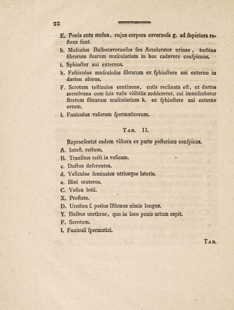 E. Penis cute nudus, cujus corpora cavernofa g. ad fuperiora re¬ flexa funt h. Mufculus Bulbocavernofus feu Accelerator urinae , turbine fibrarum fuarum mufcularium in hoc cadavere confpicuus. i. Sphinfter ani externus. k. Fafciculus mufculofus fibrarum, ex fphinftere ani externo in darton abiens. F. Scrotum tefticulos continens, cutis reclinata eft, ut dartos membrana cum fuis vafis vifibilis redderetur, cui immifcebatur ftratum fibrarum mufcularium k. ex fphinftere ani externo ortum. h Funiculus vaforum fpermaticorum. / Tab. II. Repraefentat eadem vifcera ex parte pofteriore confpicua. A. Inteft. reftum. B. Tranfitus refti in veficam. * c. Duftus deferentes. \ / v * \ * ■• • d9 Veficulae feminales utriusque lateris. e. Bini ureteres. C. Vefica lotii. X. Proflata. D. Urethra f. potius Ifthmus nimis longus. Y. Bulbus urethrae, quo in loco penis ortum cepit. F. Scrotum. l. Funiculi fpermatici. Tab. /