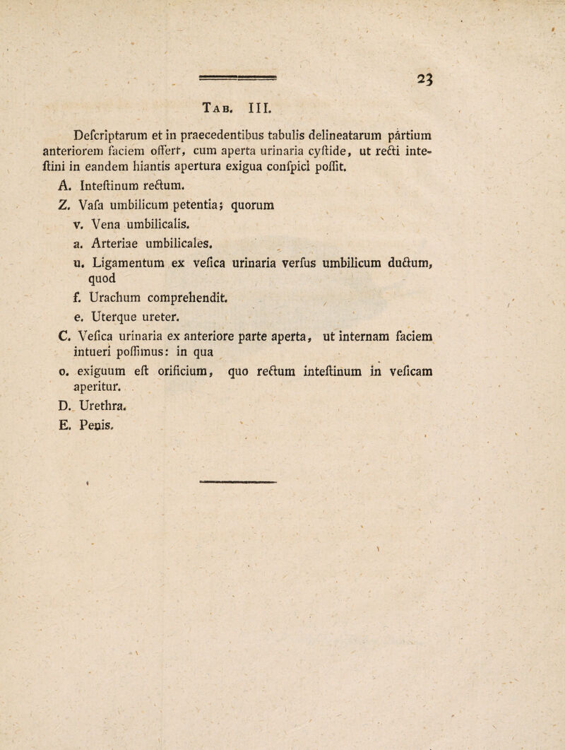 Tab. III. / ' ' » ‘ « ‘ • / Defcriptarum et in praecedentibus tabulis delineatarum partium anteriorem faciem offert, cum aperta urinaria cyftide, ut refti inte» ftini in eandem hiantis apertura exigua confpici poffit A. Inteftinum re&um. Z. Vafa umbilicum petentia $■ quorum v. Vena umbilicalis. a. Arteriae umbilicales. u. Ligamentum ex vefica urinaria verius umbilicum dufium, quod f. Urachum comprehendit e. Uterque ureter. C. Vefica urinaria ex anteriore parte aperta, ut internam faciem intueri poffimus: in qua o. exiguum eft orificium, quo reftum inteftinum in veficam aperitur. D. Urethra. E. Penis. „ ' \ \