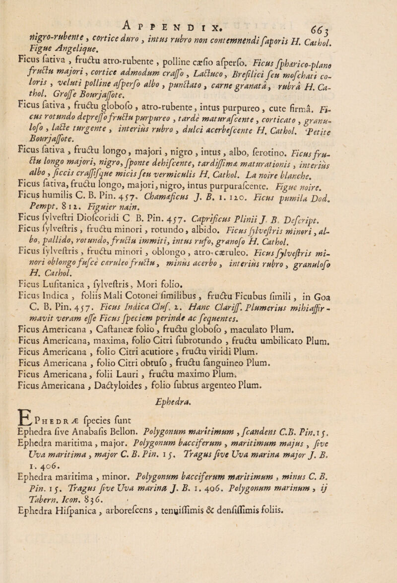 A 66$ mgro-rubente, cortice duro, intus rubro non contemnendi faporis H. Cathol Figue Angelique* Ficus fativa , fru&u atro*rubente , polline ca^fio afperfo. Ficus fphmco-plano fructu majori, cortice admodum crajfo , Laqueo, Br e filici feu mofichati co¬ loris , veluti polline afperfo albo , punflato, carne granata, rubra H. Ca- thoL Grojfe Bourjajfote. Ficus fativa , fru&u globofo , atro-rubente, intus purpureo, cute firma. Fi¬ cus rotundo depr effio fru&u purpureo , tarde maturafeente , corticato , granu- lofo , lacte turgente , interius rubro , dulci acerbefcente H. Cathol. 'Petite Bourjajfote. Ficus fativa * fru&u longo, majori, nigro , intus, albo, ferotino. Ficus fru- &u longo majori3 nigro, [ponte dehifcente, tardijfima maturationis , interius % a^° 5 fictis craffifque micis feu vermiculis H. Cathol. La noire blanche. Ficus fativa, fru&u longo, majori, nigro, intus purpurafcence. Figue noire. Ficus humilis C. B. Pin. 457, Chamaficus J. Bt 1. 120. Ficus pumila Dod. Pempt. 812. Figuier nain. Ficus fylveftri Diofcoridi C B. Pin. 4/7. Caprificus Plinii J B Defcript. Ficus fylveftris , fru&u minori, rotundo, albido. Ficus Jylveftris minori , al¬ bo, pallido, rotundo, fru&u immiti, intus rufo, granofo Fi. Cathol. Ficus fylveftris , fru&u minori , oblongo , atrorcasruleo. Ficus fylveflris mi¬ nori oblongo fufee csruleo fru&u, minus acerbo , interius rubro, granulofo H. Cathol. 0 Ficus Lufitanica , fylveftris, Mori folio. Ficus Indica , foliis Mali Cotonei fimilibus, fru&u Ficubus fimili, in Goa C. B. Pin. 457. Ficus Indica Clufi 1. Hanc Clarijf. Plumerius mihi affir¬ mavit veram effie Ficus fpeciem perinde ac fequentes. Ficus Americana , Caftaneae folio , fru&u globofo , maculato Pium. Ficus Americana, maxima, folio Citri fubrotundo , fru&u umbilicato Pium. Ficus Americana , folio Citri acutiore , fru&u viridi Pium. Ficus Americana , folio Citri obtufo , fru&u fanguineo Pium. Ficus Americana, folii Lauri, fru&u maximo Pium. Ficus Americana , Da&yloides, folio fubtus argenteo Pium. Ephedra. *F^ P h e d r a fpecies funt Ephedra five Anabafis Bellon. Polygonum maritimum , [candens C.B. Pin.ij. Ephedra maritima , major. Polygonum bacciferum , maritimum majus , five Uva maritima , major C. B. Pin. 1 j. Tragus five Uva marina major J. B. 1. 406. Ephedra maritima , minor. Polygonum bacciferum maritimum , minus C. B. Pin. 15. Tragus five Uva marina J. B. 1. 406. Polygonum marinum , ij Tabem. Icon. 83 6. Ephedra Hifpanica , arborefeens , tenuiffimis 8c denfiflimis foliis.