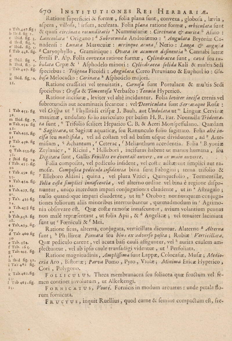 b Ibid. fig 2. c Ibid. fig, 3. ci Ibid. fig. 4. e Ibid, fig. <;. 1 Tab 448. fig. 6 g Ibid; fig 7. h Ibid. fiv-. 9. i Tab.447. fig. .9 K Ibid. fig. to, U. 1 Tab.4^1. fig 16. m Ibid. fig. 7. n Tab.4^4. fig. zi> o Tab.4s5. fig- 2? p Tab 4^0. fig 1 4. q Tab.4^1.fig. 18» r Ibid fig t9 f Tab. 45 5. fig. 20 t Tab.45o fig IT- v Tab.454. fig. 22- x Tab.457, fig. 21S. y Tab. 4S6 fig- 2 4. a Tab.45 g fig 2 7 b Tab.4^8. fig 28. c Tab.459. fig. 2 9 d Tab 460 fig 30 e Tab. 184. f Tab- 16 g Tab.461. fig- 31 h Ibsd fig- 32. i Tab 4*5 2 fig. 3 5 K Tab.462.fig. 1 Tab 463.fig. 3\- 670 Institutiones Rei Herbaria, Ratione fupediciei .& Formse , folia plana funt, convexa , giobofa , laevia , afpera , villofa, iirfuta, aculeata. Folia plana ratione forma? , orbiculata funt: Si quali circinata rotunditatis a Nummulariae : Circinata & aurita b Afaro : Lanceo! at a c Origano : d Subrotunda Androdemo : e Angulata Bryoniae Ca- nadenfl : Lunata Murucuiae : utr inepte- acuta J Nerio : Longa & angujia g Caryophyllo , Graminique : Ovata in acumen defwentia h Cannabi lutea? fertili P. Alp. Folia convexa ratione forma? , Cylindracea funt, cava feu tu¬ bulata Cepae Si 1 Afphodelo minori : Cylindracea [olida Kali & multis Sedi fpeciebus : Trigona Ficoidi : Angulata Cereo Peruviano &: Euphorhio : Glo- bofa Melocado : Carinata. k Afphodelo majori. Ratione crallitiei vei tenuitatis, Carnofa funt Portulacae Sc multis Sedi fpeciebus : Cr^Jfa Si Tornentofa VerbaRo : 1tenuia Hyperico. Ratione incilura?, leviter vel alte inciduntur. Folia leviter incifa crenis vel fubro tundis aut acuminatis fecantur : vel Denticulata funt Ser rutaque Rofa? : vel Crifpa ut 1 Phyllitidi criipae J. Bauh. aut Undulata ut Lingua Cervina maximae , undulato fodo auriculato per bafim H. R. Par. Nonnulla Tridenta- ta iunt , n Trifolio fcilicet Hepatico C. B. & Aceri Monfpelfulano. Quaedam 0 S agit t at a, ut Sagittae aquaticae, feu Ranunculo folio fagittato. Folia alte in¬ cifa ieu multifida , vel ad codam vel ad balsm ufque dividuntur , ad p Arte- miflam , q Achantum,r Ceterae , f Melianthum accedentia. Folia c B yoniaj Zeylanicp , u Ricini , x Hellebori , incifuras habent ut manus humana , feu Digitata funt , Gallis Feuilles en eventail ouvert , ou en matn ouverte. Folia compoflta, vel pediculo infident, vel coll e adhaerent limpiici aut ra¬ mo fe. Compofita pediculo infedentia bina funt'Fabagini j terna trifolio Sc y Elleboro Aldini ; quina , vei plura Vitici , Quinquefolio , Tormentillae. Folia cofia fimplici innafcentia , vei alterno ordine vel bina e regione diipo- nuntur , unico interdum impari conjugationes claudente , ut in a Allragalo $ nullo quandoque impari claudente , ut in b Orobo : nonnunquam conjuga¬ tiones foliorum aliis minoribus interturbantur , quemadmodum in c Agrimo¬ nia obfervare ed. Quae codae ramofae innafeuntur, avium volantium pennas non male repraefentant , ut folia Apii, Si d Angelicae j vel tenuiter laciniata funt ute Fceniculi Si f Mei. Ratione litus, alterna, conjugata, verticillata dicuntur. Alaterno g Alterna funt; h Phyilirece Pinnata feu bina ex adverfo pofita ; Rubia? 1 Penicillata. Quae pediculo carent, vel acuta bali cauli adiguntur, vei k aurita caulem am- pleduntur , vel ab ipfo caule tranfadigi videntur , ut 1 Perfoliata. Ratione magnitudinis, Amplijfimaiunt Lappae, Colocaliae, Mufa? ; Aledio- cria Aro , Bidortae \ Parva Pomo , Pyro , Viola? j Ali n ima Ericae Hyperico , Cori , Polygono, Folli culus. Theca membranacea feu foliacea qua? frudum vel fe¬ men continet involutum , ut Alkekengi. Fornicatus, Pome. Fornicis in modum arcuatus: unde petala flo¬ rum fornicata. Fructus, inquit Ruellius, quod carne Si femine compedum ed, fre-