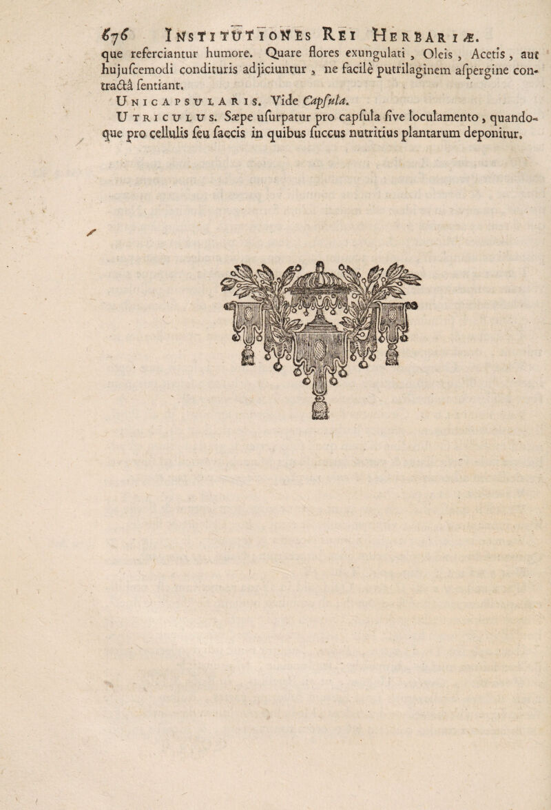 Itfs11ioNls Rei Herbaria que referciantur humore. Quare flores exungulati , Oleis , Acetis , aut hujufcemodi condituris adjiciuntur * ne facile putrilaginem afpergine con* tra6t& fentiant. Unicapsularis. Yide Capfuta. U T riculus, Saspe ufurpatur pro capfula five loculamento > quando« que pro cellulis feu faqcis in quibus fuceus nutritius plantarum deponitur. /