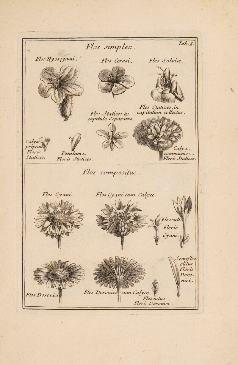 Flos Hyoscyama. Flos strrhjolox Flos Cerasv. Tai. 8 Flos Salvior. Flos Stuticos, ire Flos StaFces clp cayitulurn, collectus cayitulo S eyaratus. CulysF yroyn j Floria j S tatioos. PetraTums-^ Floris Siutices Calyoc. , corrvmzcrvLs ^ Floms Statices, Flos Cy cuoc Flo s cFsmjo o situs r Flos Cyciriv cum Calyce \k Flos Dor cruci Flos Doronicv Calyce. Flosculus Floris D oronici .