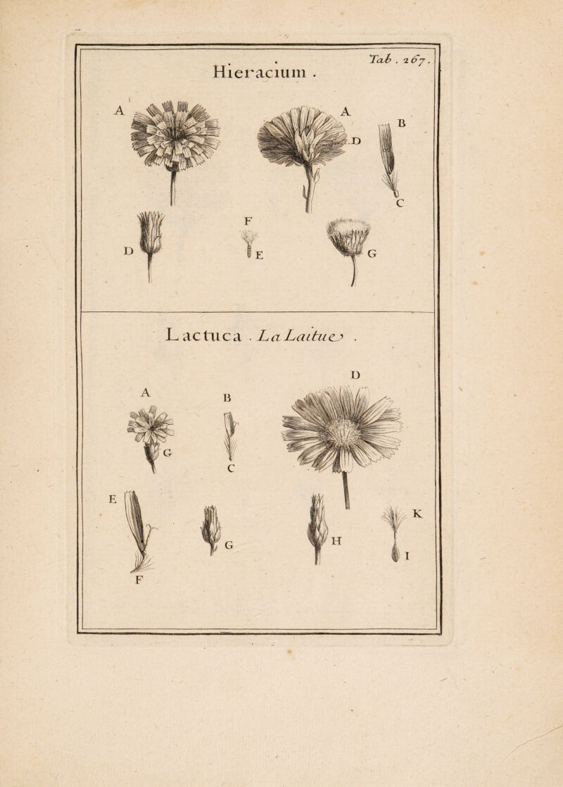 Hieracium . *TaJ? . 2 . Lactuca . La Laitiic^ . D F