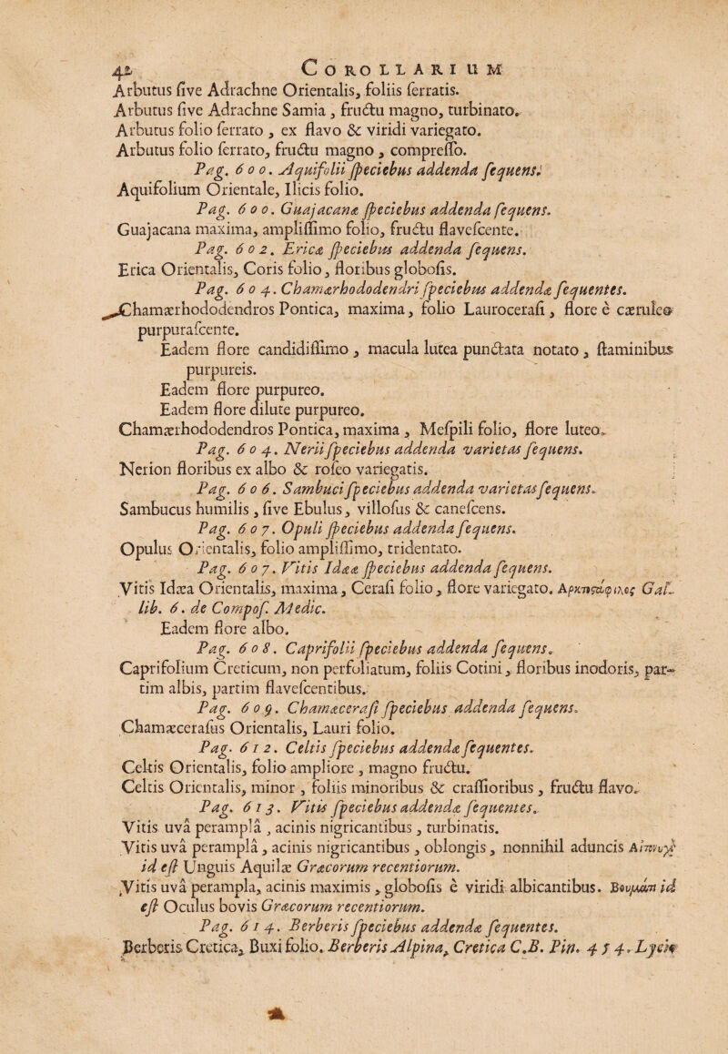 Arbutus fi ve Adrachne Orientalis, foliis ferratis. Arbutus five Adrachne Samia, frudu magno, turbinato,, Ai :hutus folio ferrato , ex flavo &; viridi variegato. Arbutus folio ferrato, frudu magno, compreffo. Pag. 600. Aquifolii Jpeciebus addenda fequens! Aquifolium Orientale, Ilicis folio. Pag. 600. Guajacana jpeciebus addenda fequens. Guajacana maxima, amplifiimo folio, frudu flavefcente. Pag. 602. Erica jpeciebm addenda fequens. Erica Orientalis, Coris folio, floribus globofis. Pag. 604. Chamarhododendri fpeciebus addenda fequentes. ^jChamserhododendros Pontica, maxima, folio Laurocerafi , flore e caerulea purpurafcente. Eadem flore candidiflimo , macula lutea pundata notato , flaminibus purpureis. Eadem flore purpureo. Eadem flore dilute purpureo. Chamaerhododendros Pontica, maxima , Melpili folio, flore luteo. Pag. 604. Nerii fpeciebus addenda varietas fequens» Nerion floribus ex albo & rofeo variegatis. Pag. 606. Sambuci fpeciebus addenda varietas fequens. Sambucus humilis, five Ebulus, villofus &c canefcens. Pag. 6 0 7. Opuli jpeciebus addenda fequens. Opulus Orientalis, folio amplifiimo, tridentato. Pag. 607, Vitis Idaa feriebas addenda fequens. Vitis Idasa Orientalis, maxima , Cerafi folio, flore variegato. ApxnsdyiMs GaL lib. 6. de Compof. Ai e dic. Eadem flore albo. Pag. 608. Caprifolii fpeciebus addenda fequens. Caprifolium Creticum, non perfuliatum, foliis Cotini, floribus inodoris, par- tim albis, partim flavefcentibus, Pag. 60$. Chamacerajl fpeciebus addenda fequens. Chamascerafus Orientalis, Lauri folio. Pag. 612. Celtis fpeciebus addenda fequentes. Celtis Orientalis, folio ampliore , magno frudu. Celtis Orientalis, minor , foliis minoribus & craflioribus, frudu flavo. Pag. 613. Vitis fpeciebus addenda fequentes. Vitis uva perampla , acinis nigricantibus, turbinatis. Vitis uva perampla, acinis nigricantibus, oblongis, nonnihil aduncis Aiwv$ id efl Unguis Aquilas Gr ac orum recentiorum. tVitis uva perampla, acinis maximis , globofis e viridi albicantibus. JBov/Aat id efl Oculus bovis Gracorum recentiorum. Pag. 614. Berberis fpeciebus addenda fequentes. Berberis Cretica, Buxi folio. Berberis Alpina, Cretica C.B. Pin. 4 / 4» Ljm A