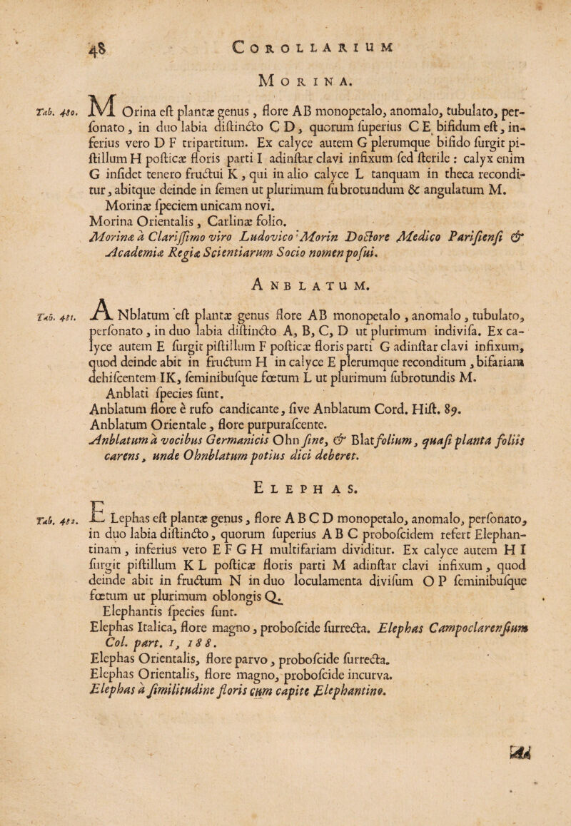 4^-S Mori n a. Tab. 4so. jKE Orina eft plantae genus, flore AB monopetalo, anomalo, tubulato, per- fonato , in duo labia diftindo C D , quorum fuperius C E bifidum eft , in- ferius vero D F tripartitum. Ex calyce autem G plerumque bifido furgit pi- ftillum H pofticae floris parti I adinftar clavi infixum fed fterile : calyx enim G infidet tenero ffudui K , qui in alio calyce L tanquam in theca recondi¬ tur,, abitque deinde in femen ut plurimum fubrotundum $c angulatum M. Morinae fpeciem unicam novi. Morina Orientalis, Carlinae folio. Morina d Clarijfmo viro Ludovico' Morin DoElore <Medico Parifienfi & ylcadernia Regia Scientiarum Socio nomen po fui. Anb latum. A Nblatum eft planta genus flore AB monopetalo , anomalo , tubulato, perfonato , in duo labia diftindo A, B, C, D ut plurimum indivifa. Ex ca¬ lyce autem E furgit piftiilum F poftica: floris parti G adinftar clavi infixum, quod deinde abit in frudum H in calyce E plerumque reconditum , bifariam dehifcentem IK, feminibufque foetum L ut plurimum fubrotundis M. Anblati fpecies funt. Anblatum flore e rufo candicante, five Anblatum Cord. Hift. 89. Anbiatum Orientale, flore purpurafeente. jdnblatumd vocibus Germanicis Ohn fme3 & Blatfolium, quafiplanta foliis carens, unde Ohnblatum potius dici deberet. Elephas. rab. 4g2. E Lephas eft plantae genus, flore A B C D monopetalo, anomalo, perfonato, in duo labia diftindo, quorum fuperius ABC probofeidem refert Elephan¬ tinam , inferius vero E F G H multifariam dividitur. Ex calyce autem H I furgit piftillum K L pofticae floris parti M adinftar clavi infixum, quod deinde abit in frudum N in duo loculamenta divifum O P feminibufque foetum ut plurimum oblongis Elephantis fpecies funt. Elephas Italica, flore magno, probofeide furreda. Elephas Campoclarenfium Coi. part. /, 188. Elephas Orientalis, flore parvo, probofeide furreda. Eleph as Orientalis, flore magno, probofeide incurva. Elephas d JimiUtudine foris cum capite Elephantine.