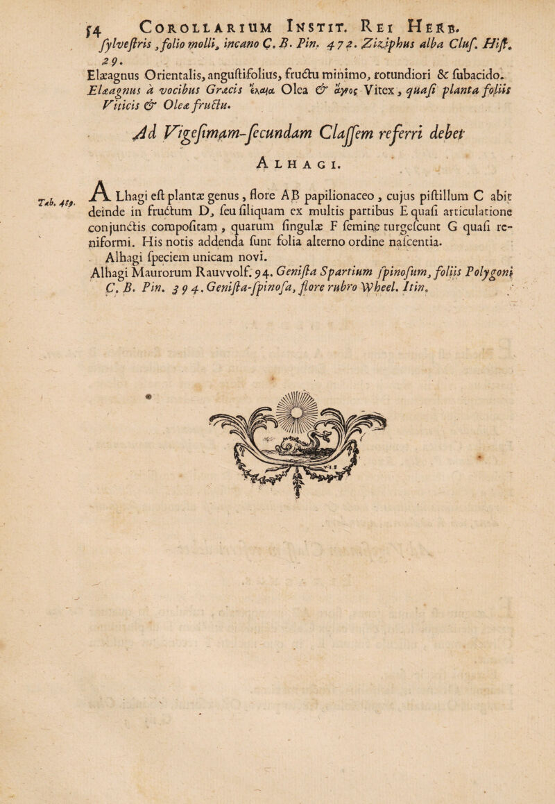 T*b. 4S9. CoROLtARIUM InSTIT. Rei HeRb. fylveflris } folio molli, incano C. B. Pin> 472. gi&phus alba Cluf Hift\ Elaeagnus Orientalis, anguftifolius, frudtu minimo, rotundiori &c fubacido. Elaagnus a vocibus Gracis \ko\cl Olea & ayvos Vitex, quafi planta foliis Viticis & Olea frutlu» j4d Vige fima m~fe eundam CUjjem referri debet Alhagi, A Lhagi eft plantae genus, flore AB papilionaceo , cujus piftillum C abit deinde in frudtum D, feu Aliquam ex multis panibus Equafl articulatione conjun&is compolitatri, quarum Angulce F femine turgefeunt G quafl re¬ niformi. His notis addenda funt folia alterno ordine nafcentia. Alhagi fpeciem unicam novi. Alhagi Maurorum Rauvvolf. 94. Genifia Spartium fpinofum, foliis Polygoni C. B. Pin. $ 9 4. Genift a-fpi nofa, fore rubro Wheel. Jtinc \