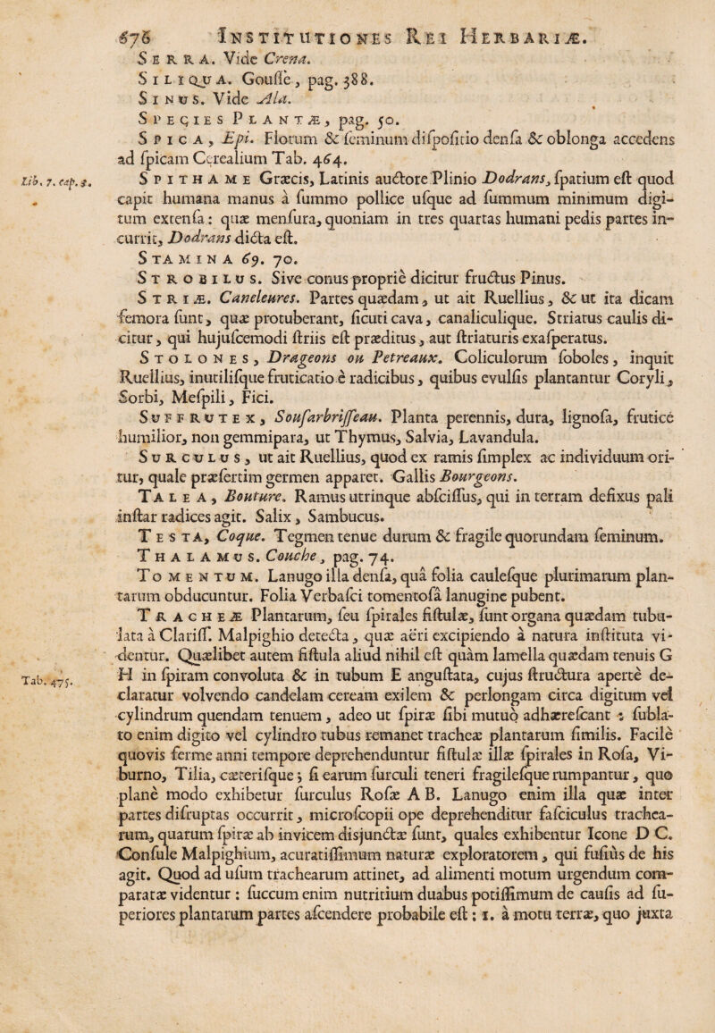 Serra, Vide Crena. S i l i Qj7 a, Goufle , pag. 388. S 1 n tr s. Vide Speqies Plant£, pag. 50. Spig A, Epi. Florum & feminum difpofitio denfa & oblonga accedens ad fpicam Cerealium Tab. 4^4. lib. 7. S p i t h A m e Graecis, Latinis audore Plinio Dodrans, fpatium eft quod * capit humana manus a fummo pollice ufque ad fummum minimum digi¬ tum extenfa: quae menfura, quoniam in tues quartas humani pedis partes in¬ currit, Dodrans dida eft. S TA M I N A 69. 70. Strobilus. Sive conus proprie dicitur frudus Pinus. S t r 1 m. Canelenres. Partes quaedam , ut ait Ruellius, & ut ita dicam femora funt, quae protuberant, ficuticava, canaliculique. Striatus caulis di¬ citur, qui hujufcemodi ftriis eft praeditus , aut ftriaturis exafperatus. Stolones, Drageons on Petreaux. Coliculorum foboles, inquit Ruellius, inutihfque fruticatio e radicibus, quibus evulfis plantantur Coryli^ Sorbi, Mefpili, Fici. Su ferutex, Soufarbrijfeau. Planta perennis, dura, lignofa, frutice humilior, non gemmipara, ut Thymus, Salvia, Lavandula. S u R culu s , ut ait Ruellius, quod ex ramis fimplex ac individuum ori¬ tur, quale prxfertim germen apparet. Gallis Bourgeons. Talea, Bouture» Ramus utrinque abfeiffus, qui in terram defixus pali inftar radices agit. Salix, Sambucus. T e s ta. Coque. Tegmen tenue durum Sc fragile quorundam feminum. Thalamus. Conche, pag. 74. Tomentum. Lanugo illa denfa, qua folia caulefque plurimarum plan¬ tarum obducuntur. Folia Verbafci tomentofa lanugine pubent. Trachea Plantarum, feu fpirales fiftulae, funt organa quaedam tubu¬ lata a ClarilT. Malpighio deteda, quae aeri excipiendo a natura inftituta vi¬ dentur. Quaelibet autem fiftula aliud nihil eft quam lamella quaedam tenuis G Tab 47? H in fpiram convoluta &c in tubum E anguftata, cujus ftrudura aperte de¬ claratur volvendo candelam ceream exilem Sc perlongam circa digitum vel cylindrum quendam tenuem, adeo ut fpirae fibi mutuo adhacrefcant : fubla- ro enim digito vel cylindro tubus remanet tracheae plantarum fimilis. Facile quovis ferme anni tempore deprehenduntur fiftulae illae fpirales in Rofa, Vi¬ burno, Tilia, caeterifque j fi earum furculi teneri fragilefque rumpantur, quo plane modo exhibetur furculus Rofae A B. Lanugo enim illa quae inter partes difruptas occurrit, microfcopii ope deprehenditur fafciculus trachea¬ rum, quarum fpirae ab invicem disjundae funt, quales exhibentur Icone D C. Confule Malpighium, acuratiflimum naturae exploratorem, qui fufius de his agit. Quod ad ufuin trachearum attinet, ad alimenti motum urgendum com¬ paratae videntur: fuccumenim nutritium duabus potiffimum de caufis ad fu- periores plantarum partes afeendere probabile eft; 1. a motu terrae, quo juxta