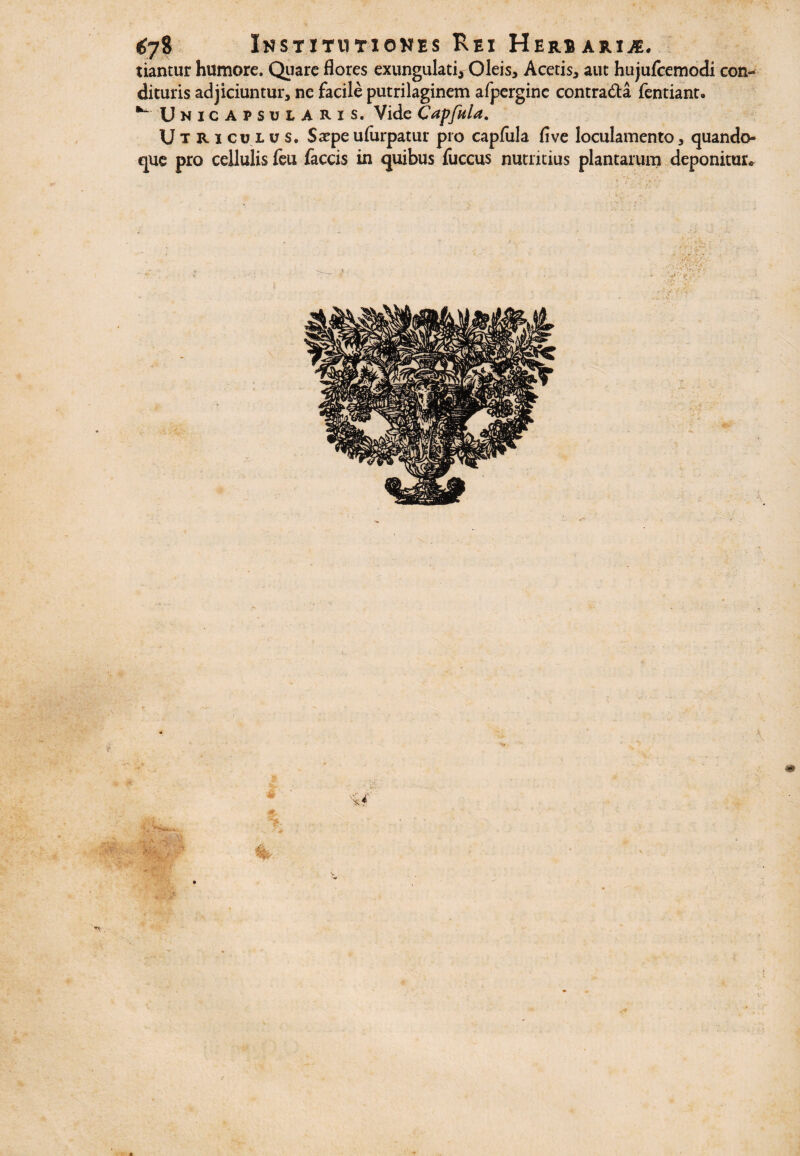 tiantur humore. Quare flores exungulati, Oleis, Acetis, aut hujufcemodi con¬ dituris adjiciuntur, ne facile putrilaginem afperginc contra&a fentiant. ^ Unicapsuiaris. Vide CapfuU. Utriculus. Ssepeufurpatur pro capfula five loculamento, quando¬ que pro cellulis feu faecis in quibus fuccus nutritius plantarum deponitur* . &L.