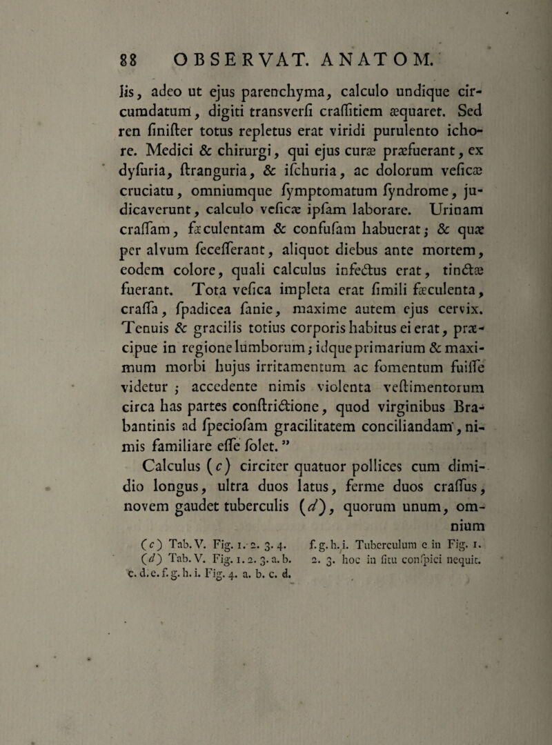 lis, adeo ut ejus parenchyma, calculo undique cir¬ cumdatum , digiti transverfi craffitiem aequaret. Sed ren finifler totus repletus erat viridi purulento icho- re. Medici & chirurgi, qui ejus curae profuerant, ex dyfuria, ftranguria, & ifchuria, ac dolorum veficae cruciatu, omniumque fymptomatum fyndrome, ju¬ dicaverunt, calculo vcfico ipfam laborare. Urinam eradam, faeculentam & confufam habuerat,* & quo per alvum fecefferant, aliquot diebus ante mortem, eodem colore, quali calculus infe&us erat, tin6fce fuerant. Tota vefica impleta erat fimili faeculenta, craffa, fpadicea fanie, maxime autem ejus cervix. Tenuis 6c gracilis totius corporis habitus ei erat, prae¬ cipue in regione lumborum; idque primarium & maxi¬ mum morbi hujus irritamentum ac fomentum fuiiTe videtur •> accedente nimis violenta veftimentorum circa has partes conftridione, quod virginibus Bra- bantinis ad fpeciofam gracilitatem conciliandam*, ni¬ mis familiare effe folet. ” Calculus (c) circiter quatuor pollices cum dimi¬ dio longus, ultra duos latus, ferme duos craffus, novem gaudet tuberculis (</), quorum unum, om¬ nium CO Tab.V. Fig. i. 2. 3.4. f.g.h.i. Tuberculum c in Fig. 1. (<0 Tab.V. Fig. 1.2. 3. a.b. 2. 3. hoc in ficu confpici nequit, c. d.e. f. g. h. i. Fig. 4. a. b. c. d.