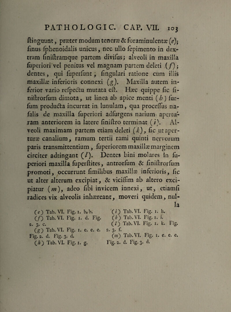 flinguunt, praeter modum tenerae & foraminulentae (e); Tinus fphenoidalis unicus, nec ullo Tepimento in dex¬ tram finiftramque partem divifus; alveoli in maxilla fuperiori vel penitus vel magnam partem deleti (/) $ dentes, qui fuperfunt, fingulari ratione cum iliis maxilla: inferioris connexi (g). Maxilla autem in¬ ferior vario refpedu mutata eft. Haec quippe fic fi- niftrorfum dimota, ut linea ab apice menti (b) fur- fum produda incurrat in lunulam, qua proceffus na- fatis de maxilla fuperiori adfurgens narium- apertu¬ ram anteriorem in latere finiftro terminat (i\ Al¬ veoli maximam partem etiam deleti (i), fic ut aper¬ turae canalium, ramum tertii rami quinti nervorum paris transmittentium, fuperiorem maxillae marginem circiter adtingant (/). Dentes bini molares in fu¬ periori maxilla fuperftites, antrorlum & finifirorfum promoti, occurrunt fimilibus maxillae inferioris, fic ut alter alterum excipiat, & viciffim ab altero exci¬ piatur (/»), adeo fibi invicem innexi, ut, etiamfi radices vix alveolis inhaereant, moveri quidem, nul¬ la O) Tab. VI. Fig. 1. bib. (/) Tab.VI. Fig. i. h. (/) Tab.VI. Fig. 1. d. Fig. (A) Tab.VI. Fig. i. i. 2. 3. c. (/) Tab.VI. Fig. 1. k. Fig. (g) Tab.VI. Fig. i. e. e. e. 2. 3. f. Fig. 2. d. Fig. 3. d. (/») Tab.VI. Fig. 1. e. e. e. O) Tab.VI. Fig. 1. g. Fig. 2. d. Fig. 3. d.